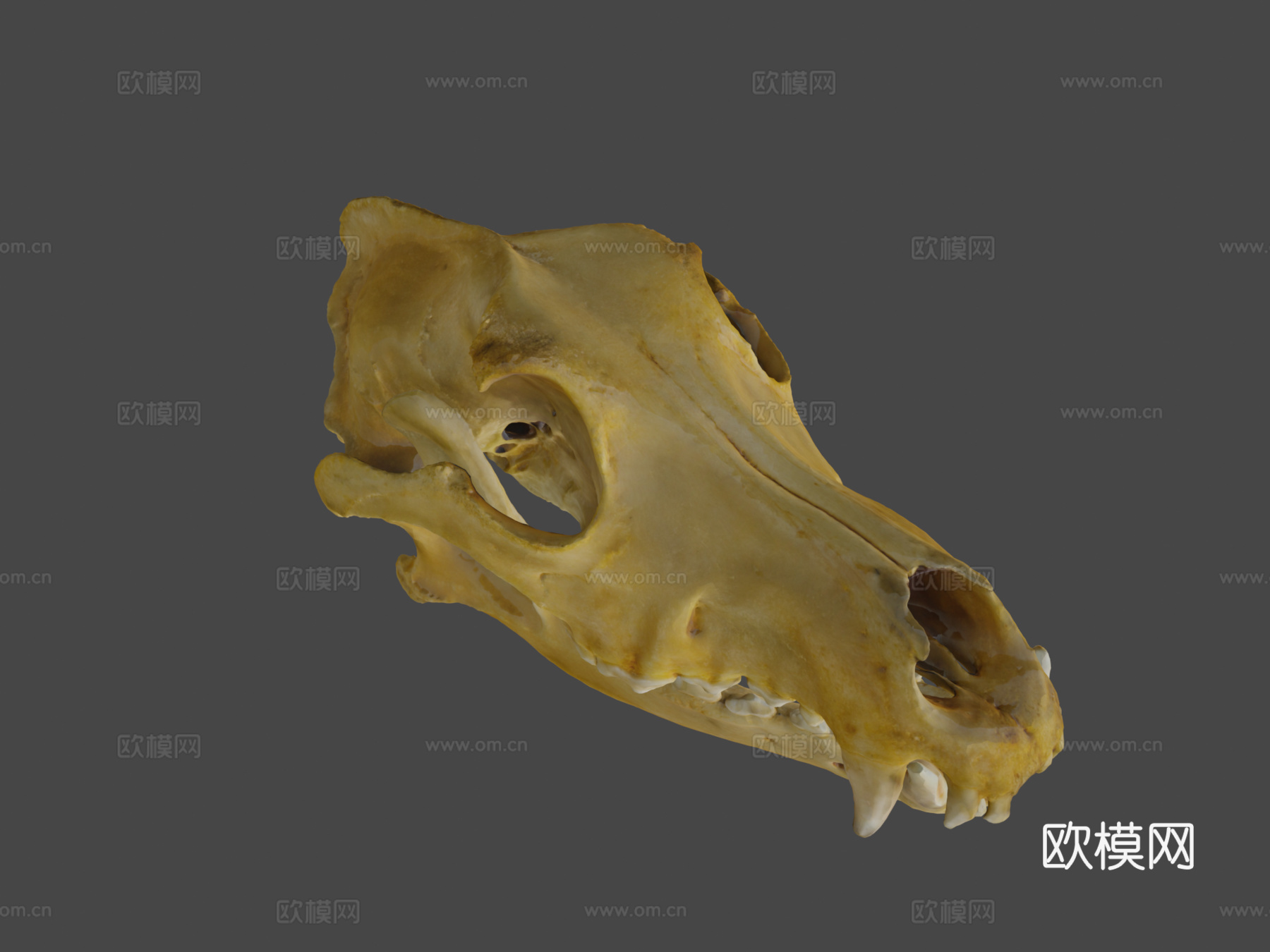 德国牧羊犬头骨扫描3d模型