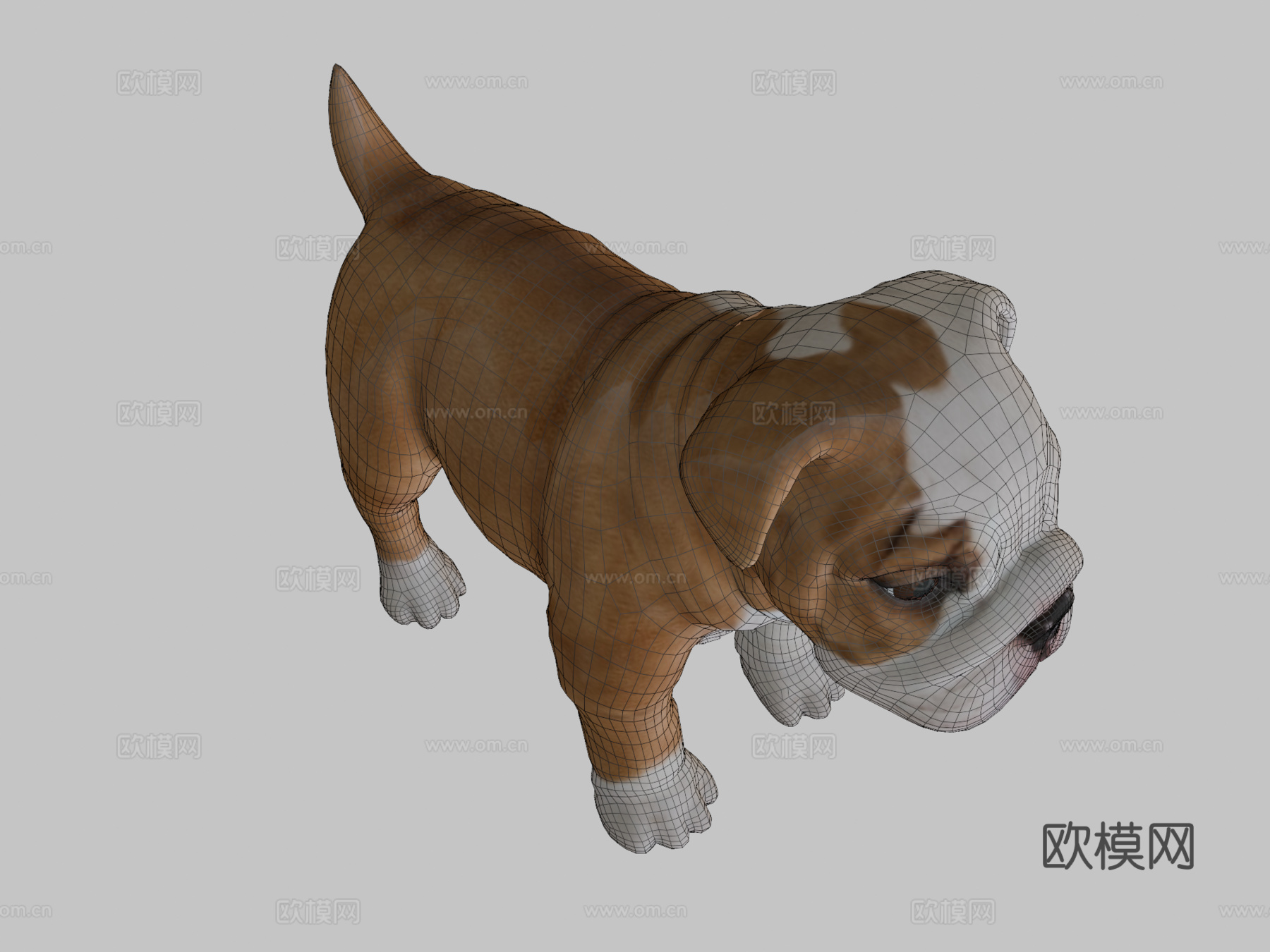 牛头犬幼崽3d模型