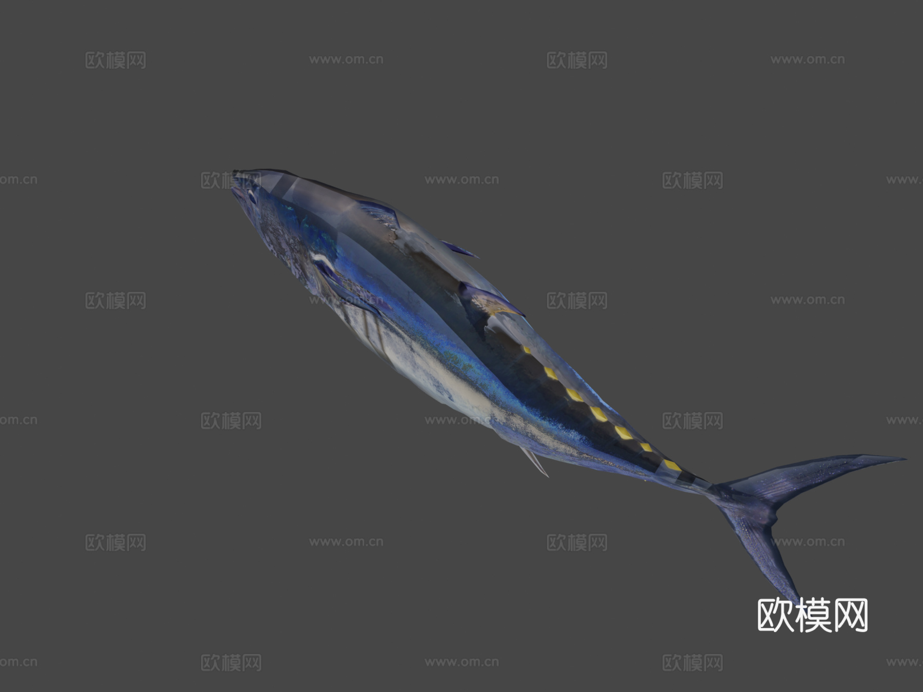金枪鱼3d模型