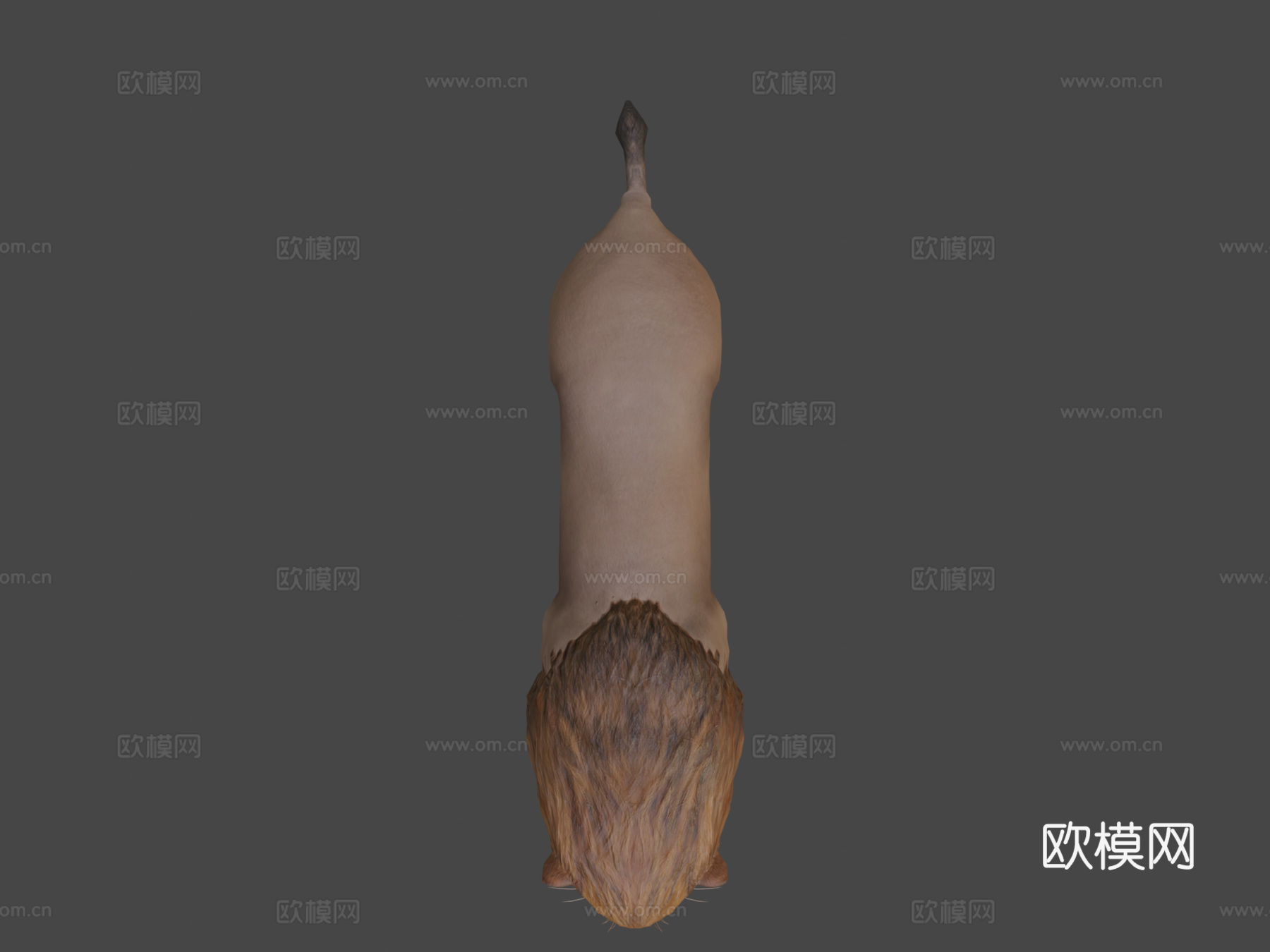 狮子3d模型