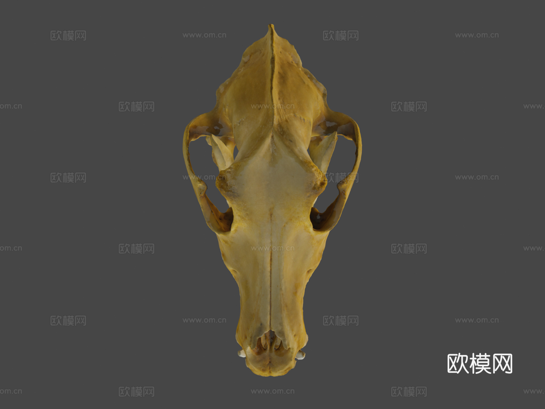 德国牧羊犬头骨扫描3d模型