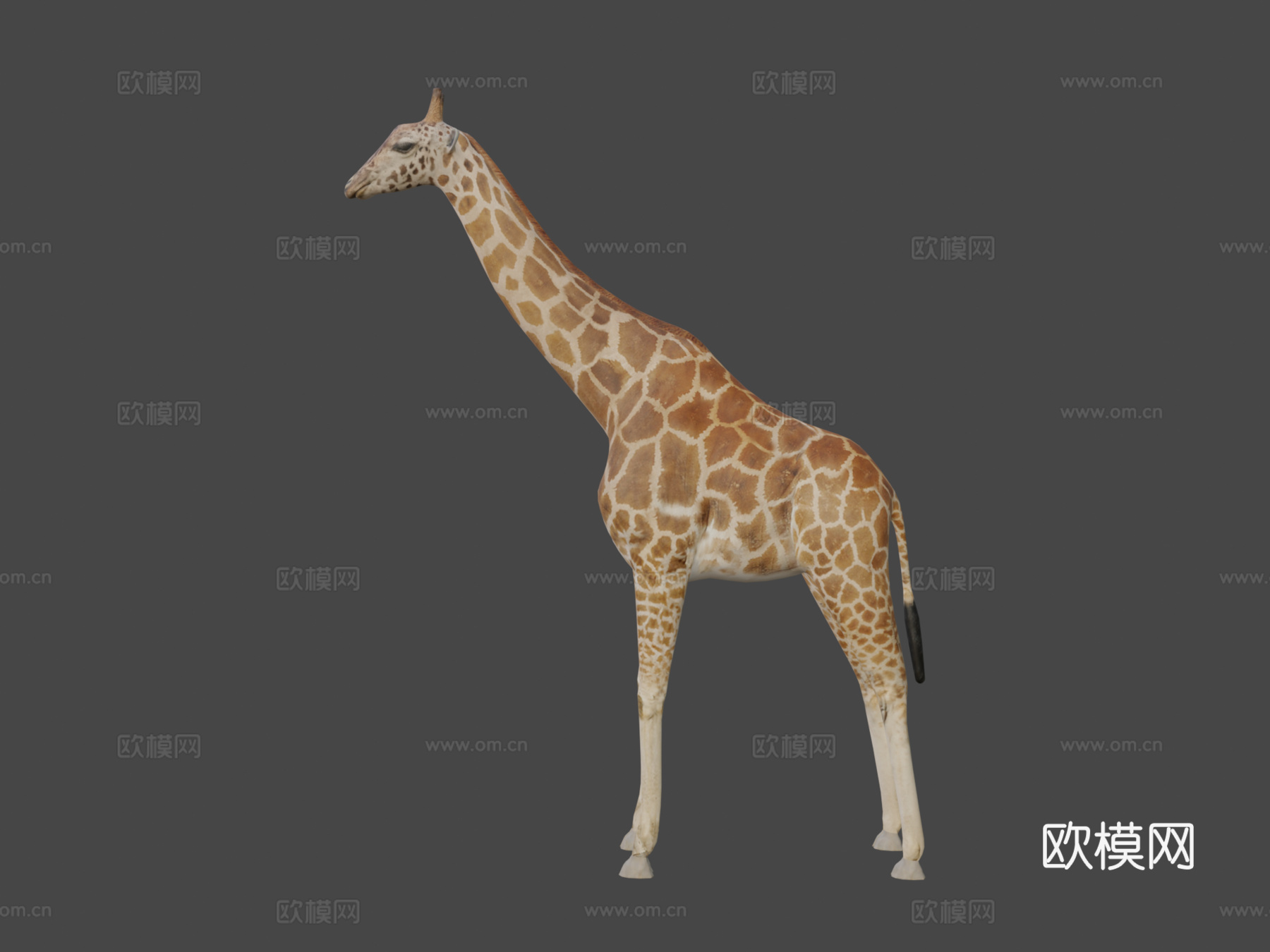 长颈鹿3d模型