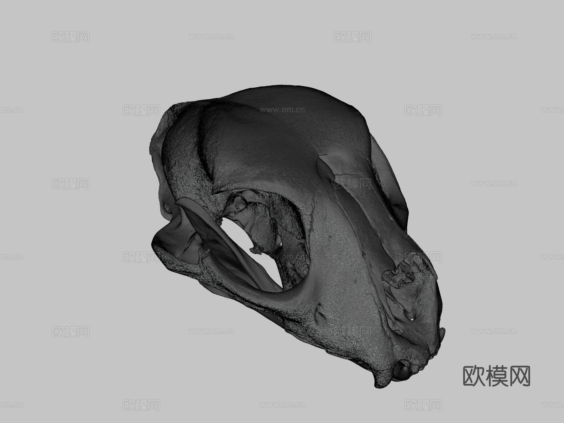 长而尖锐犬齿的猎豹头骨3d模型