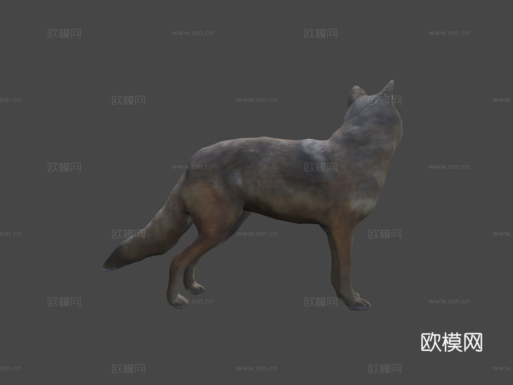 郊狼3d模型