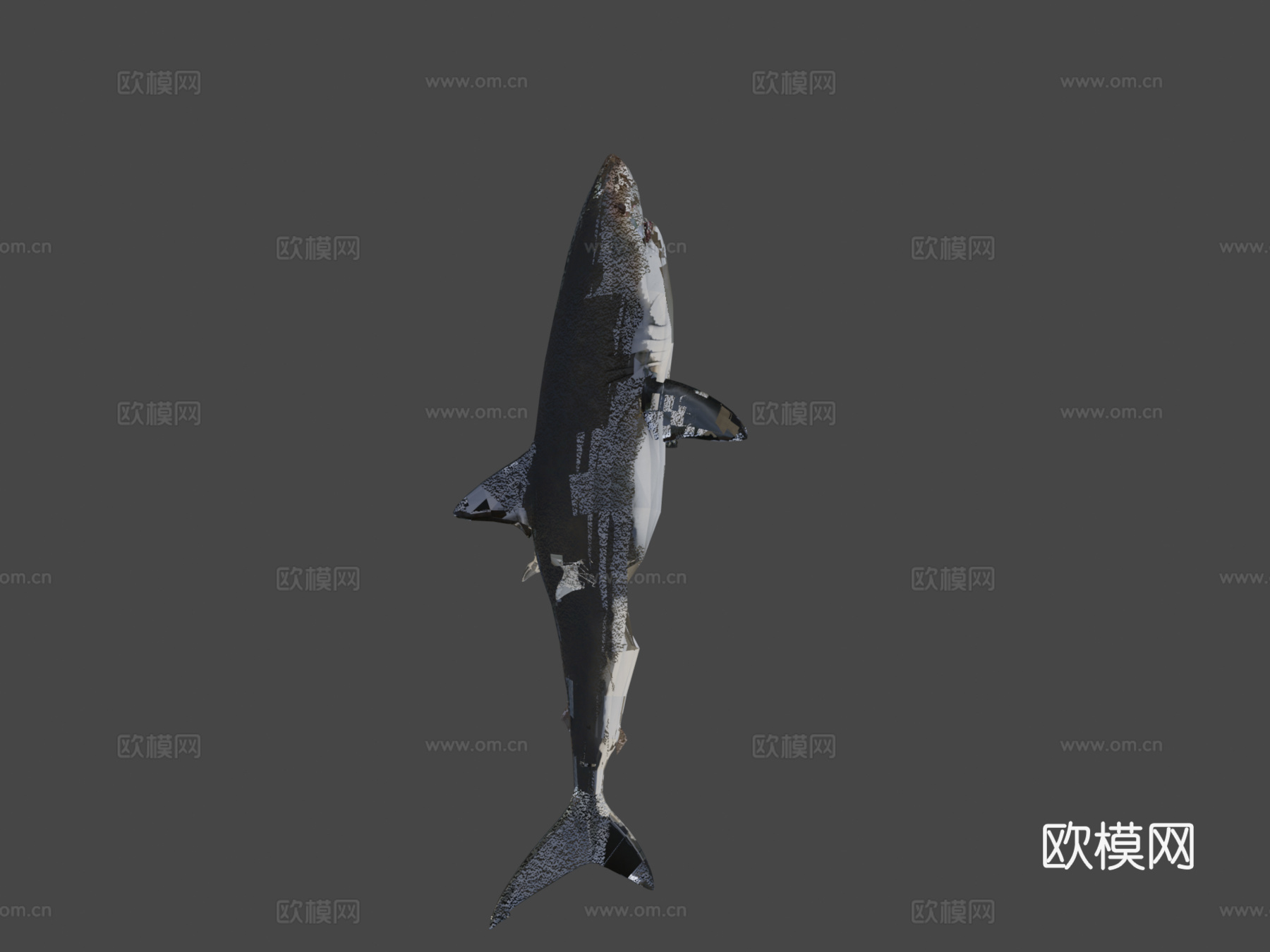巨齿鲨对战大白鲨3d模型