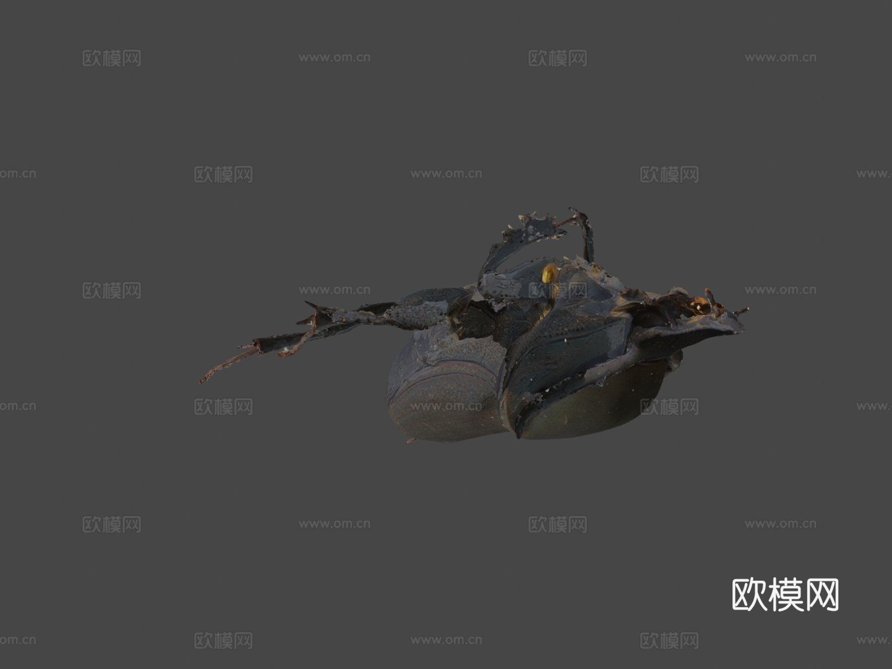 金牛粪金龟(自然历史数字档案)3d模型