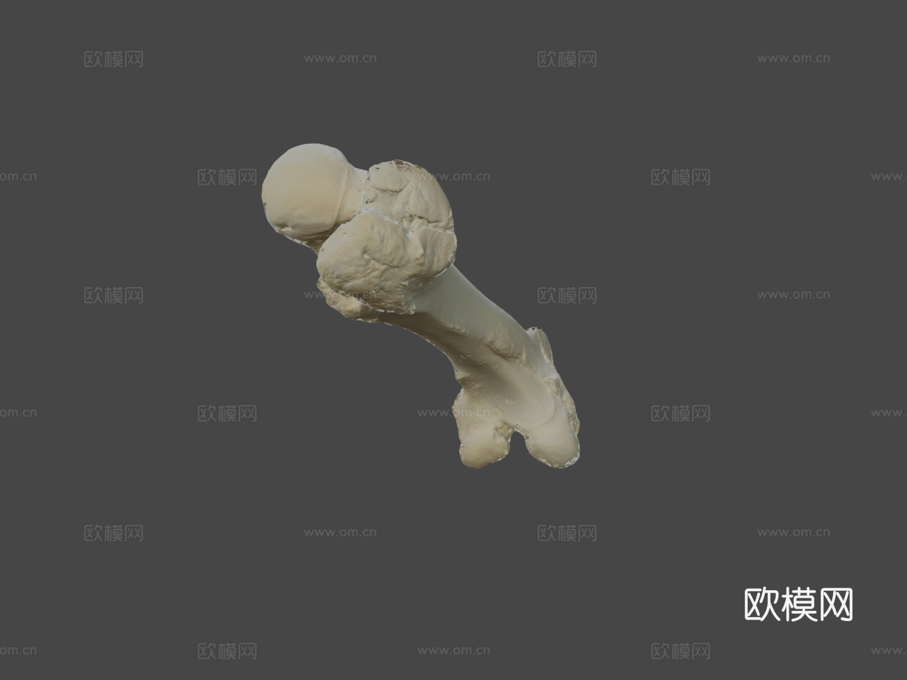 股骨（股骨）猪3d模型