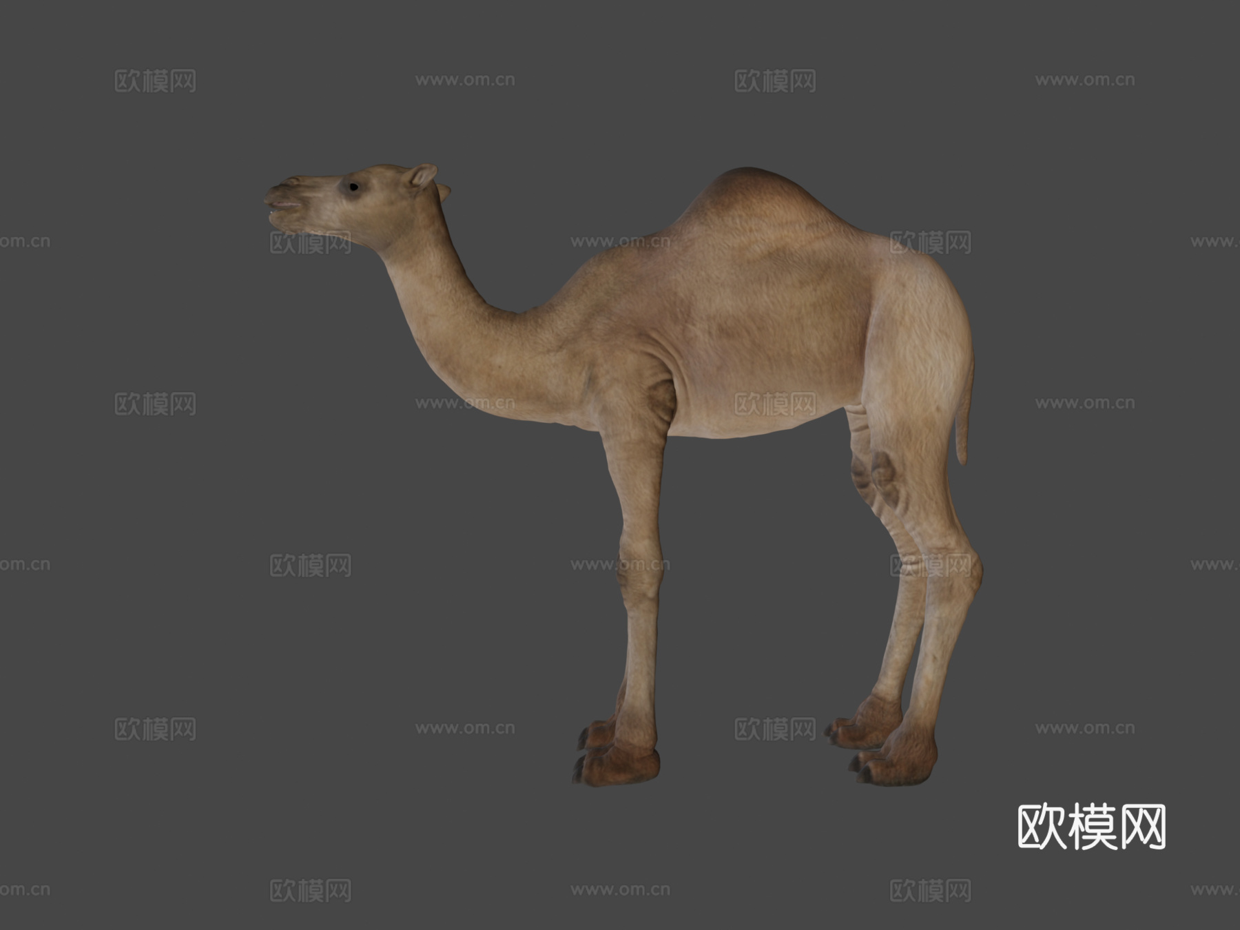 骆驼3d模型
