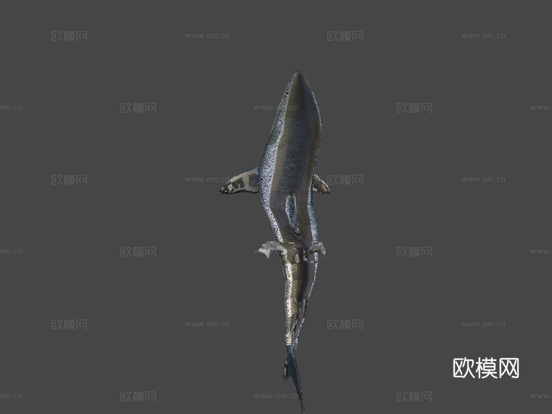 巨齿鲨对战大白鲨3d模型