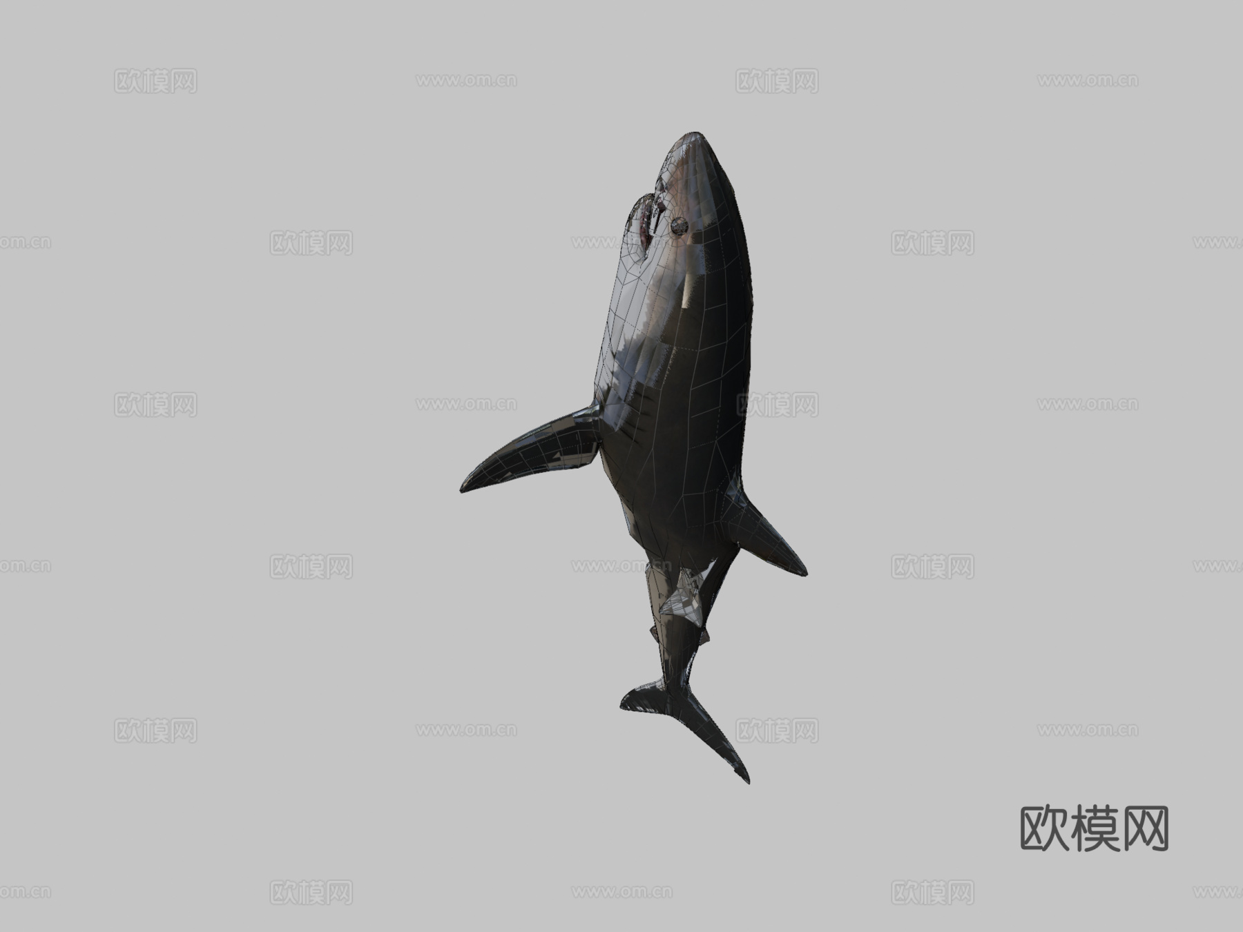巨齿鲨对战大白鲨3d模型