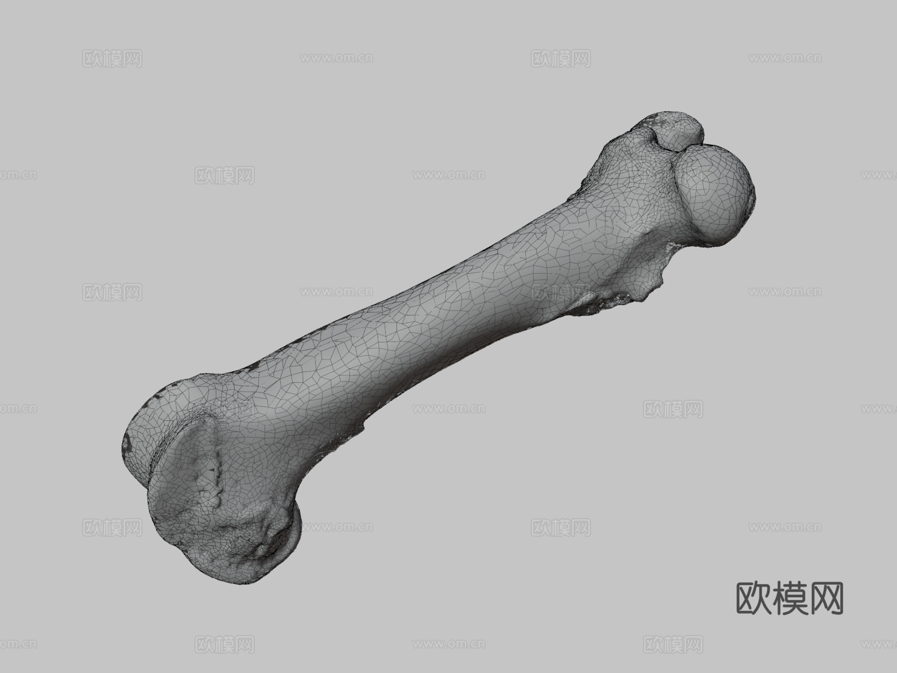 股骨（股骨）猪3d模型