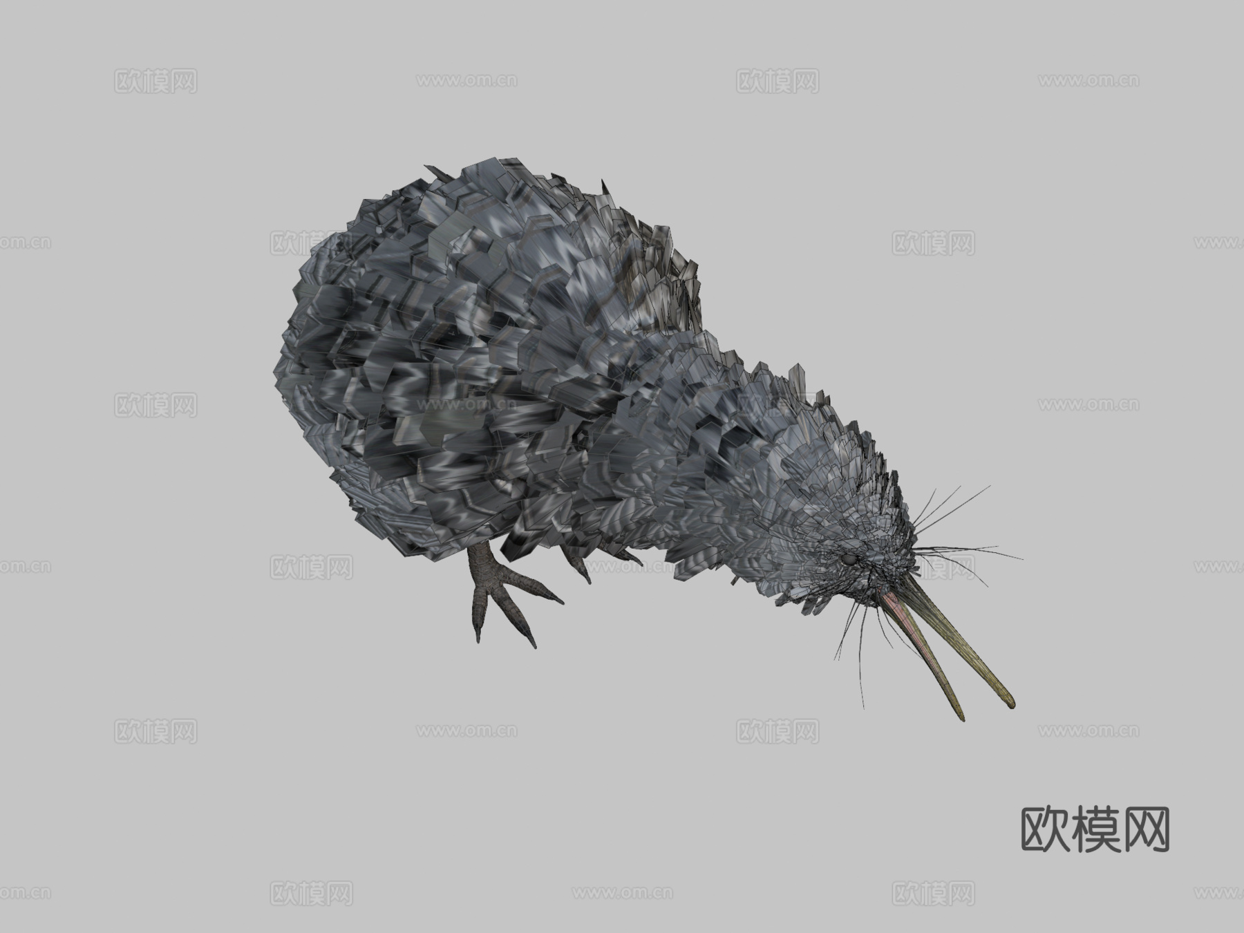 小斑点几维鸟3d模型