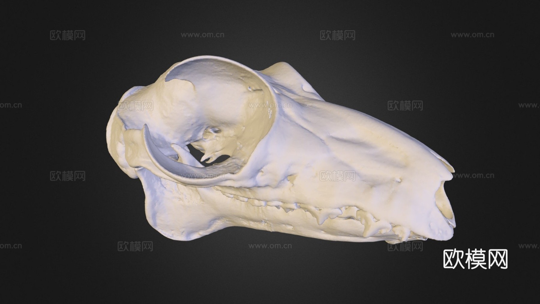 UMZC E.4023.A鼯猴3d模型