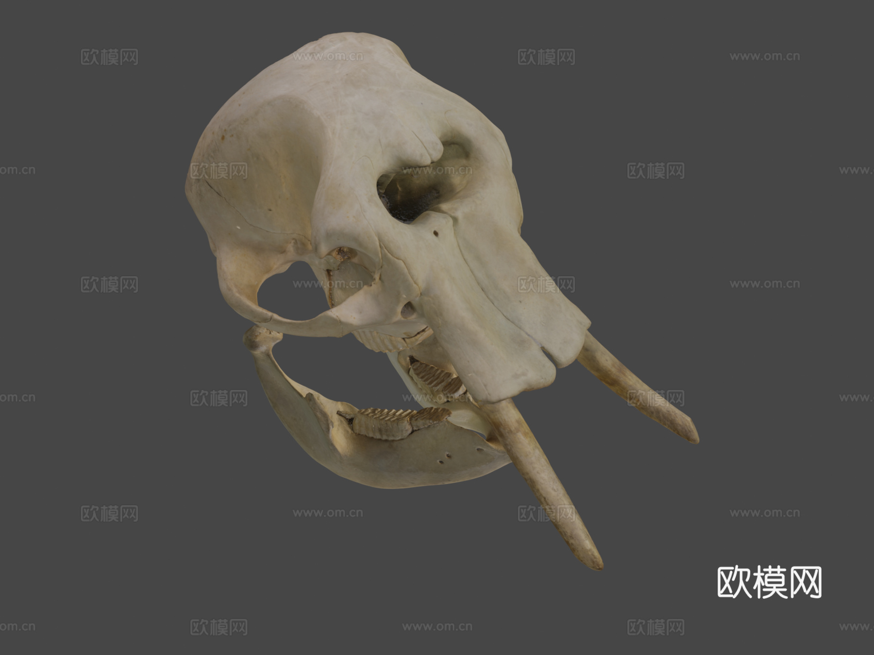 大象头骨3d模型