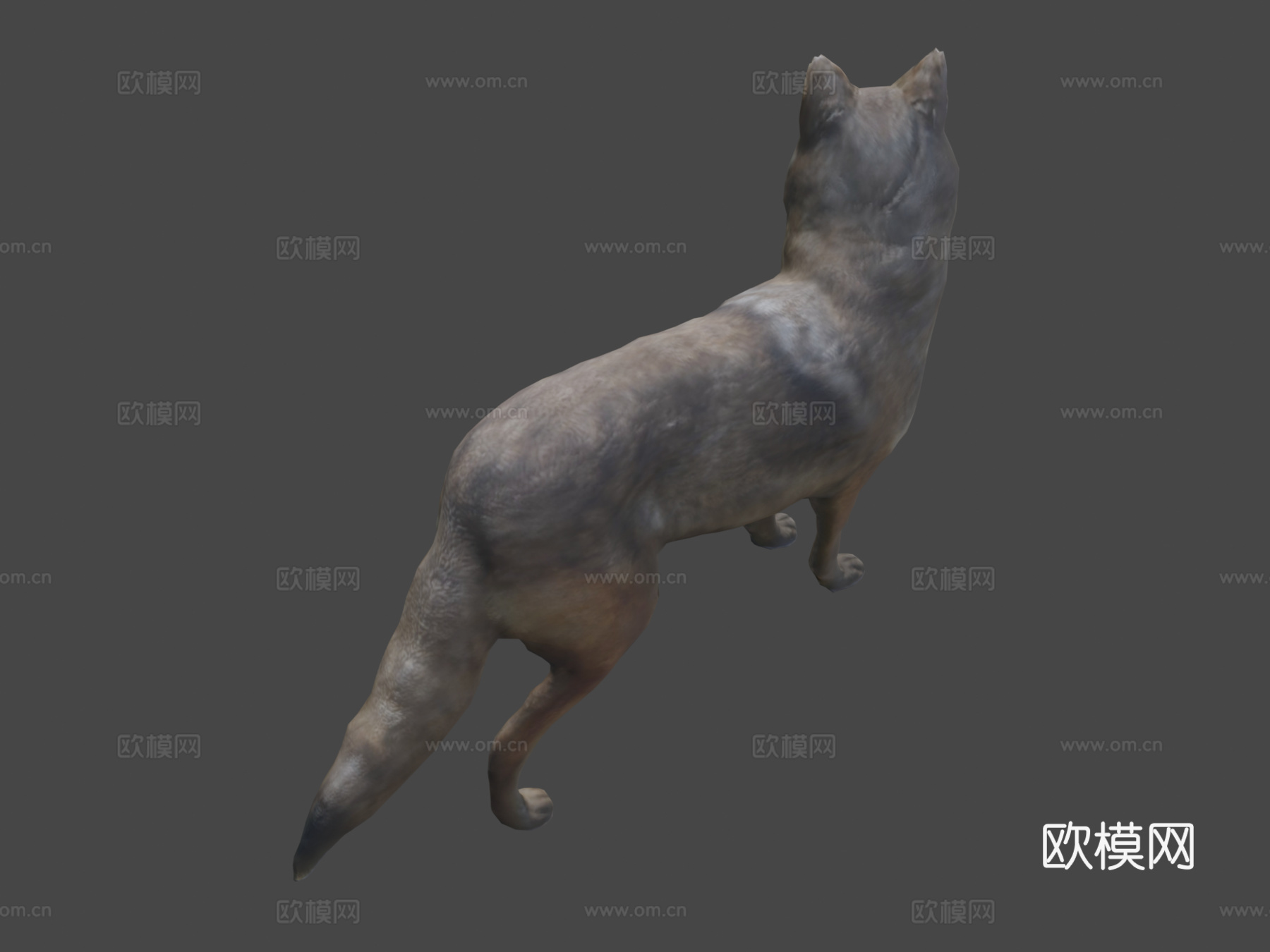 郊狼3d模型