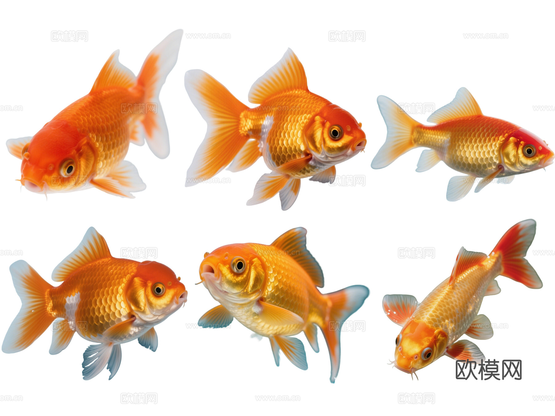 PS免抠动物 金鱼 观赏鱼 水生动物 水族馆 鱼缸