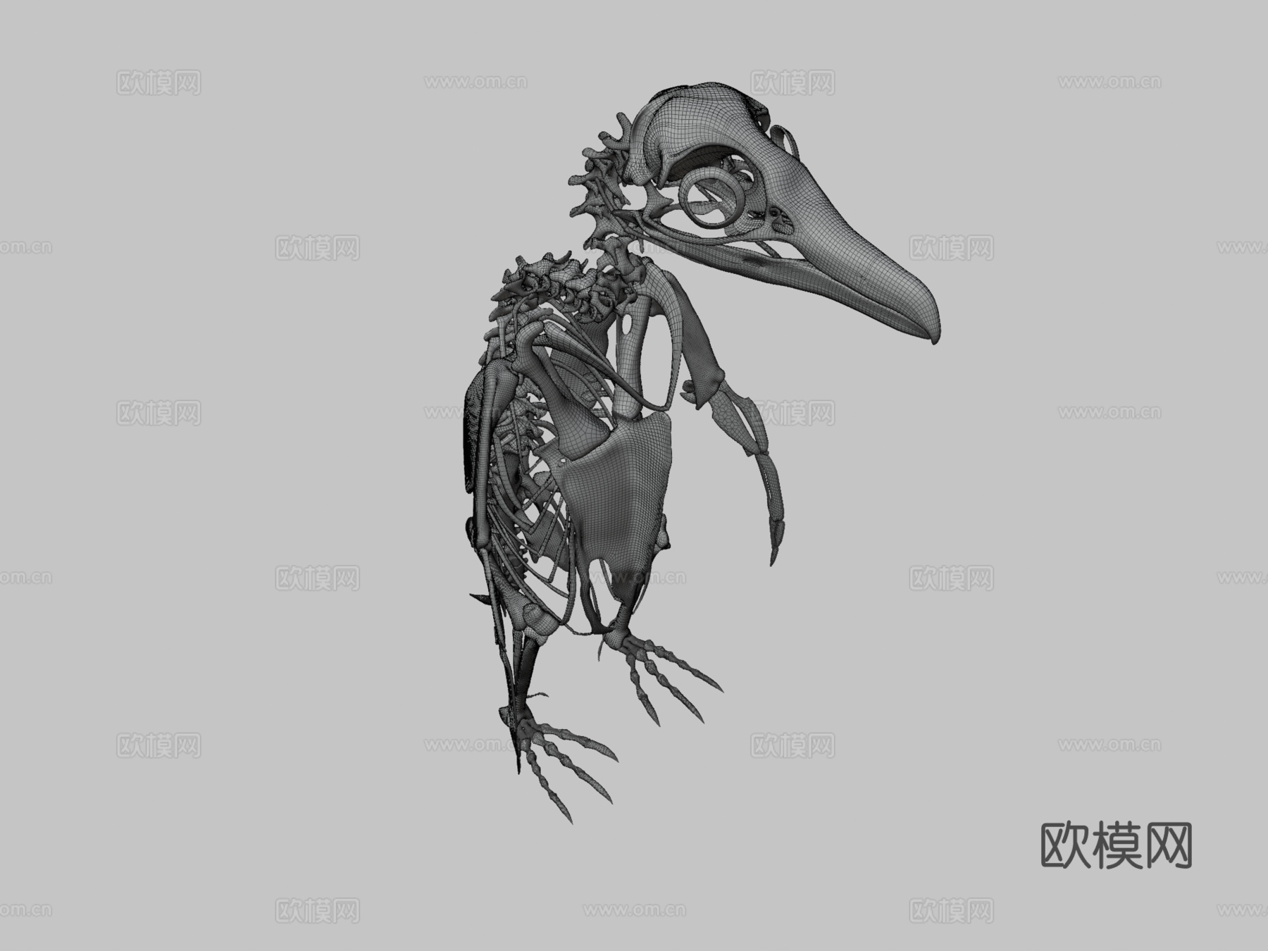 麦哲伦企鹅骨架3d模型