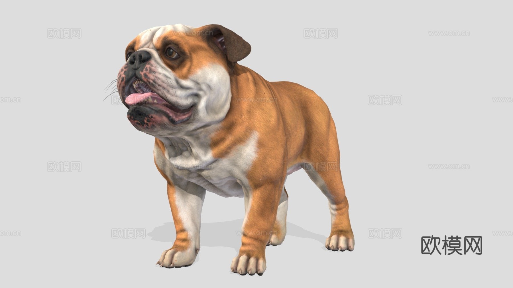 狗-斗牛犬3d模型