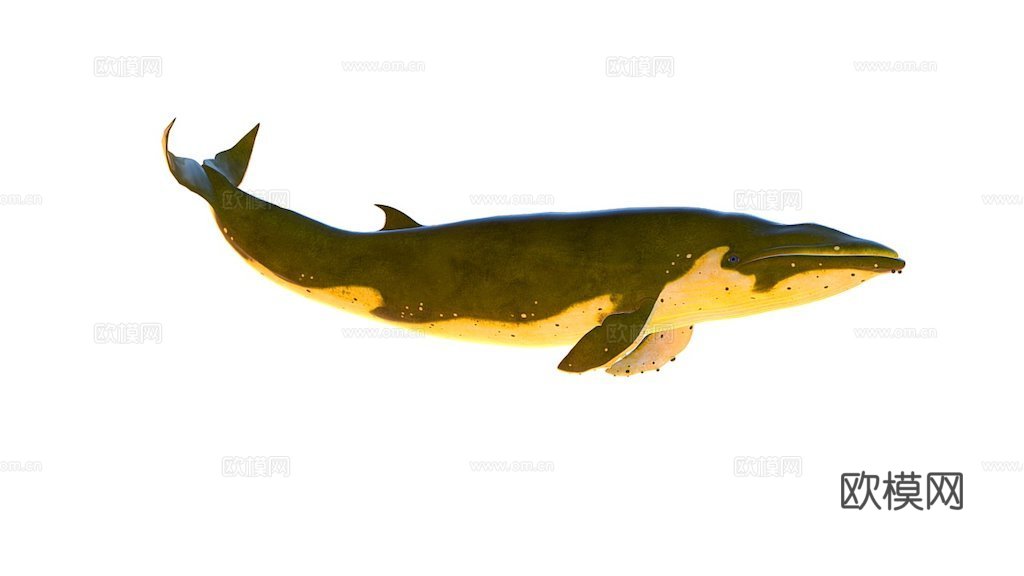绑定动画蓝鲸3d模型