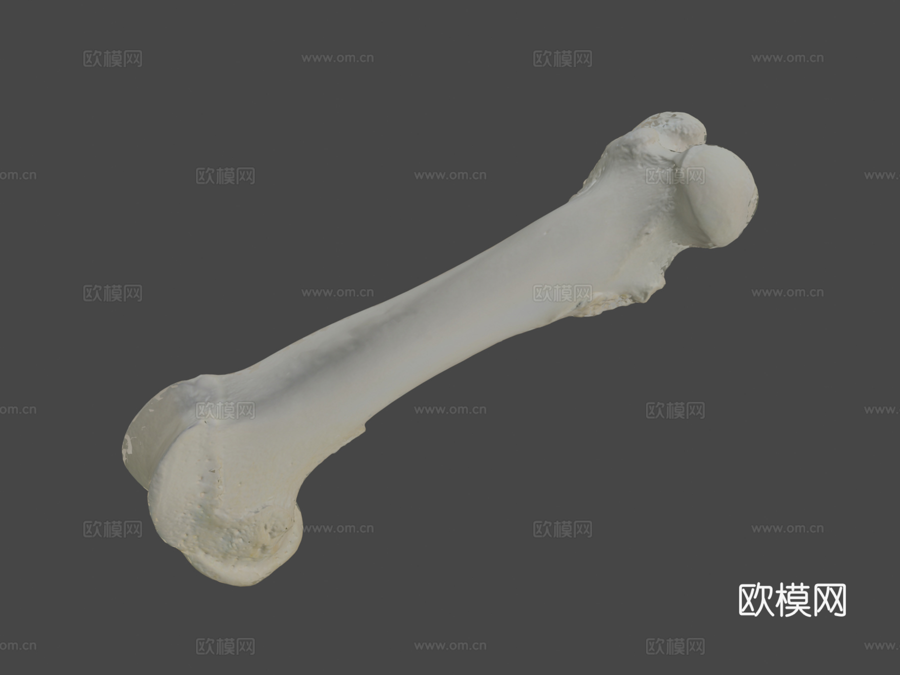 股骨（股骨）猪3d模型