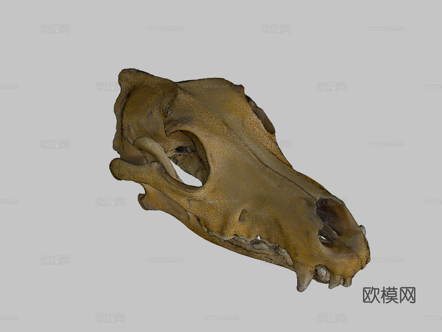 德国牧羊犬头骨扫描3d模型