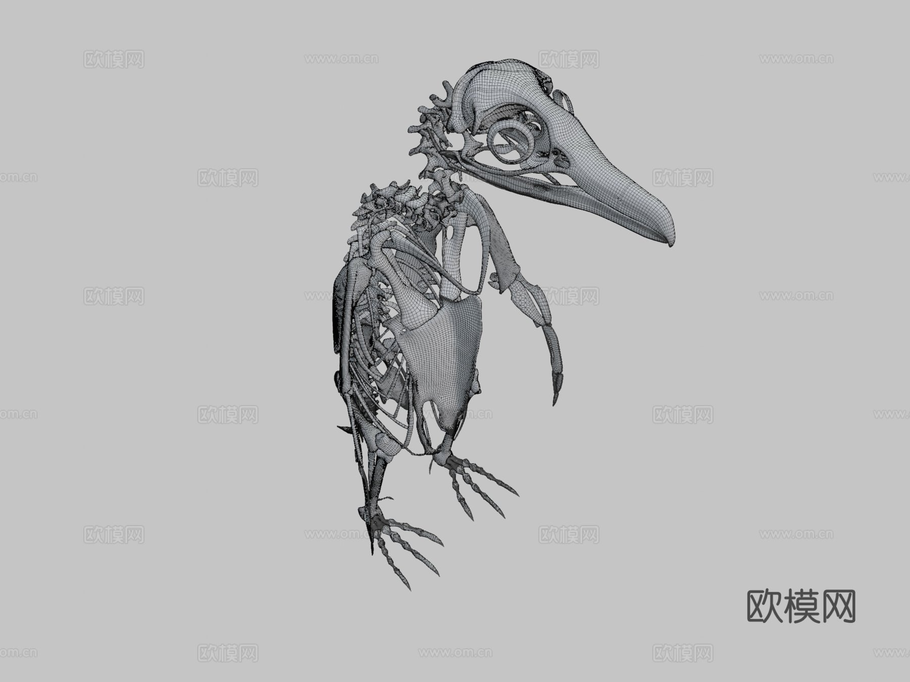 麦哲伦企鹅骨架3d模型
