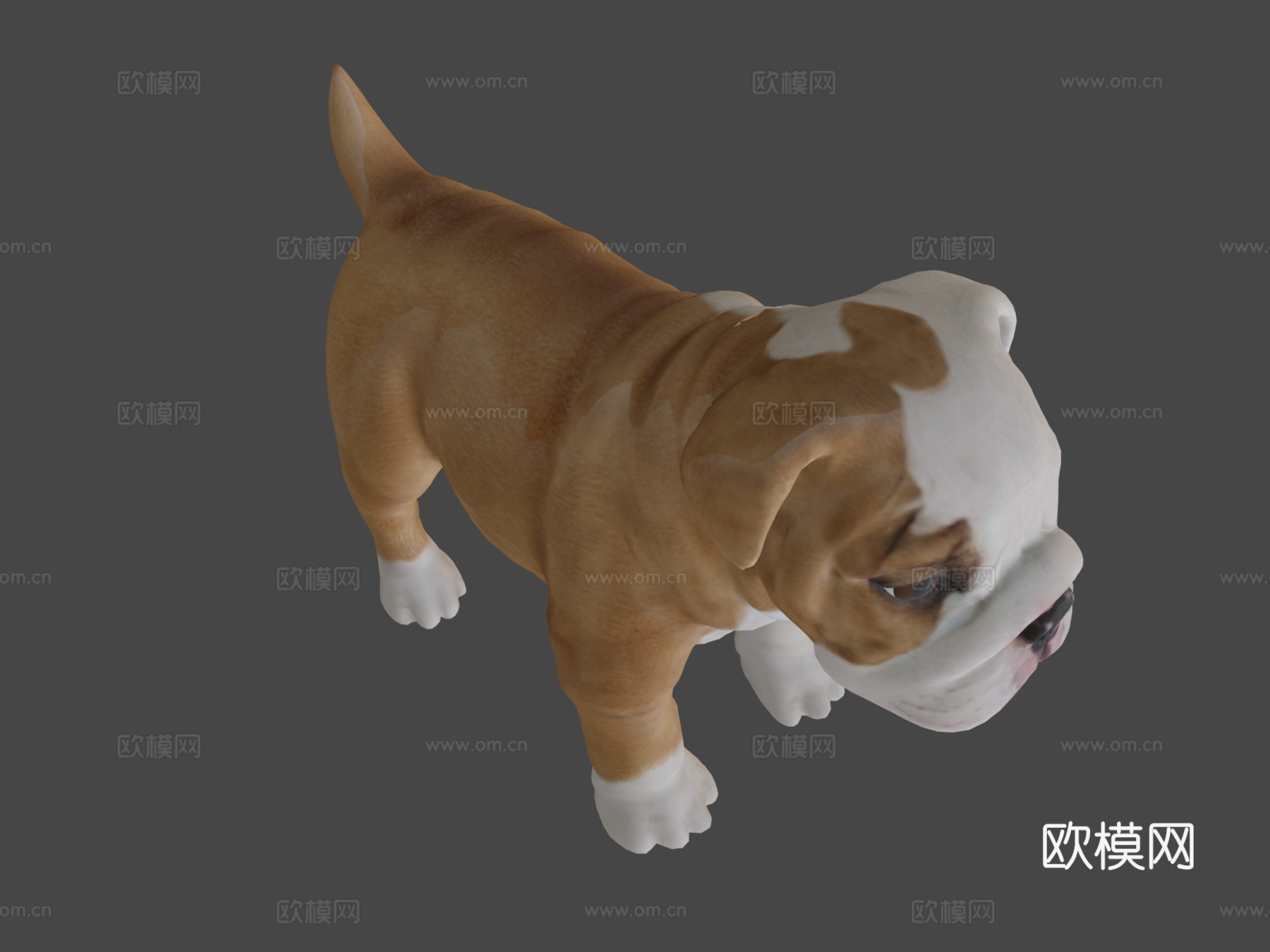 牛头犬幼崽3d模型