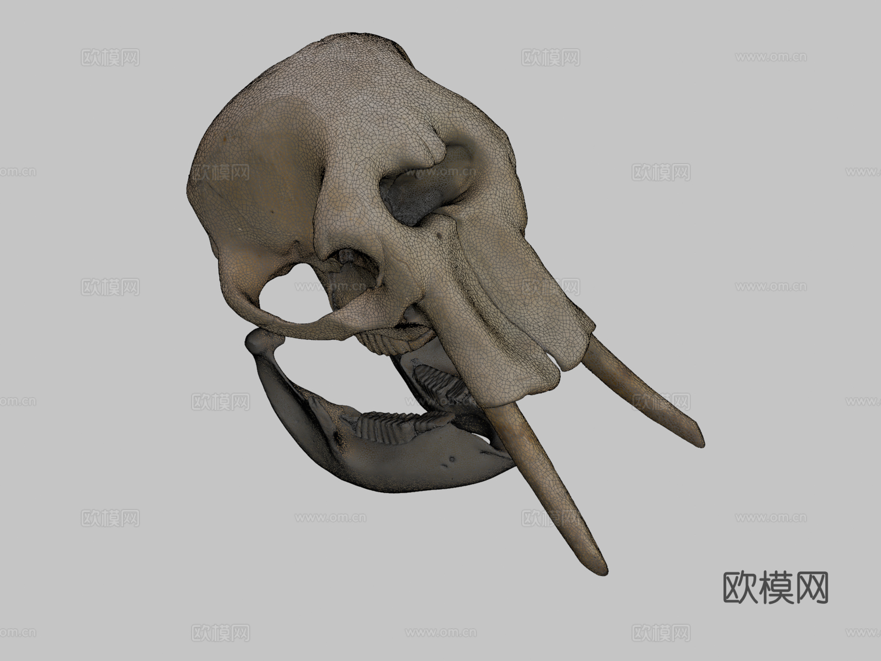 大象头骨3d模型
