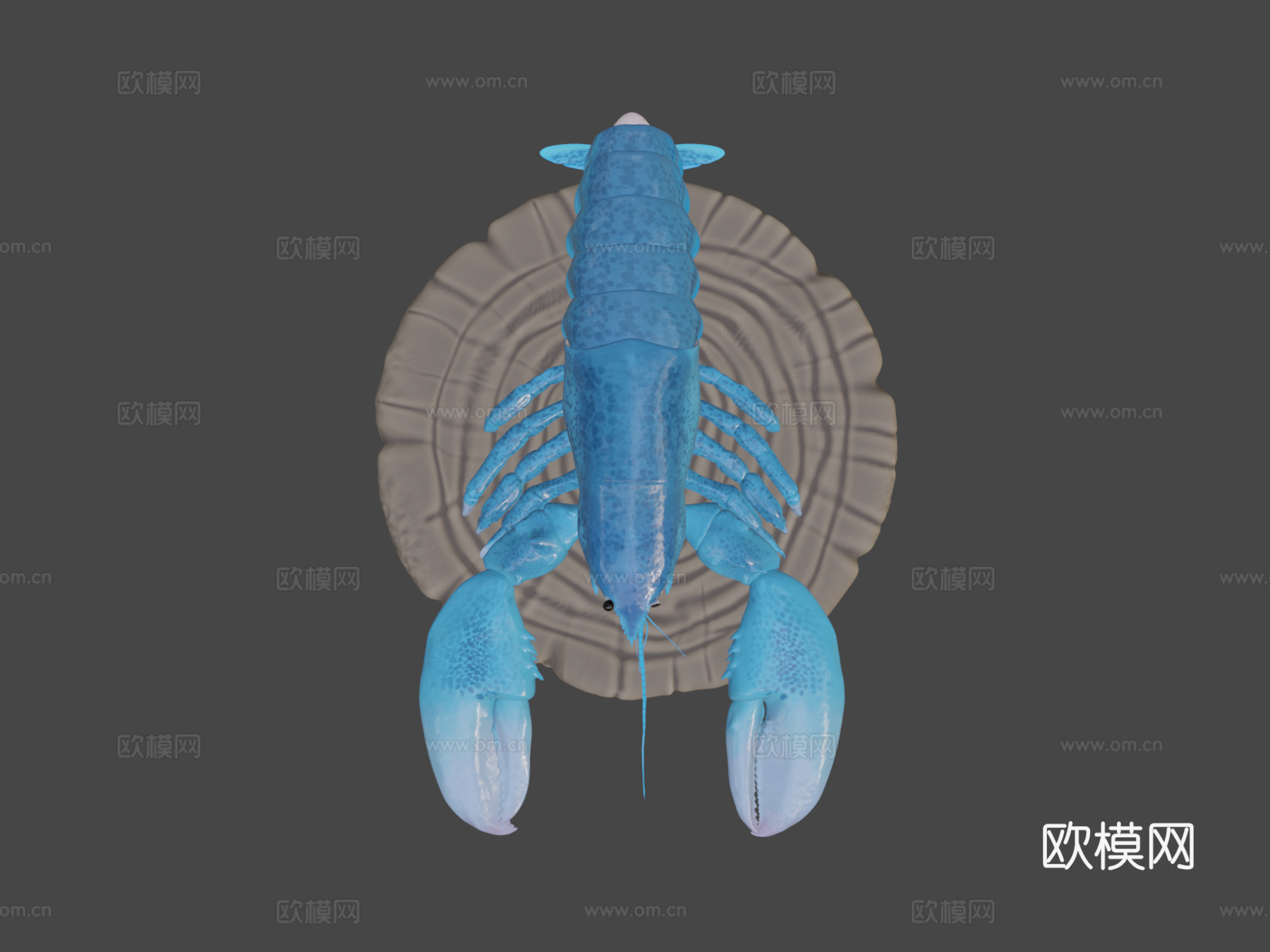 蓝龙虾3d模型