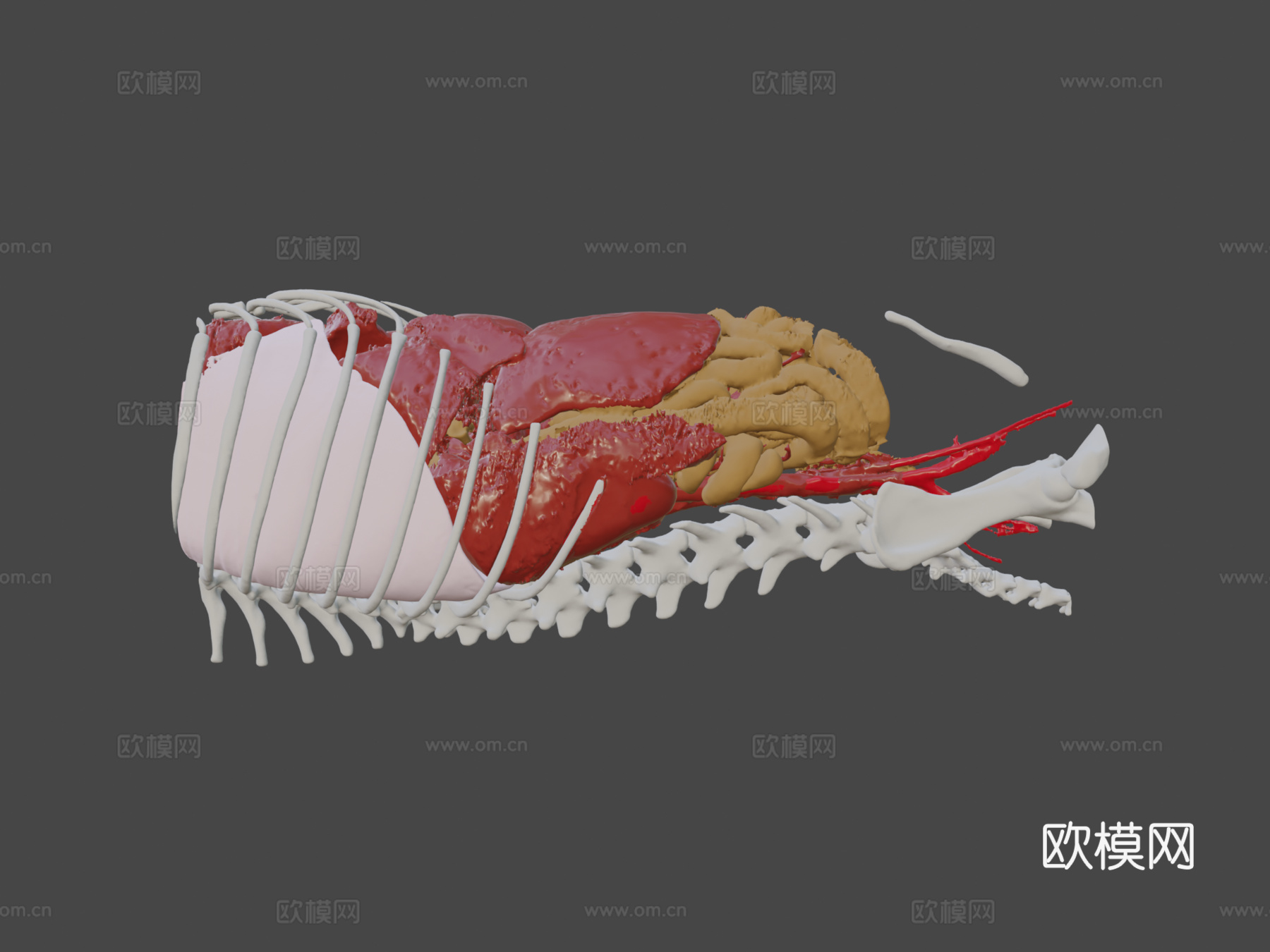 D犬类解剖 - 正常腹部3d模型3d模型