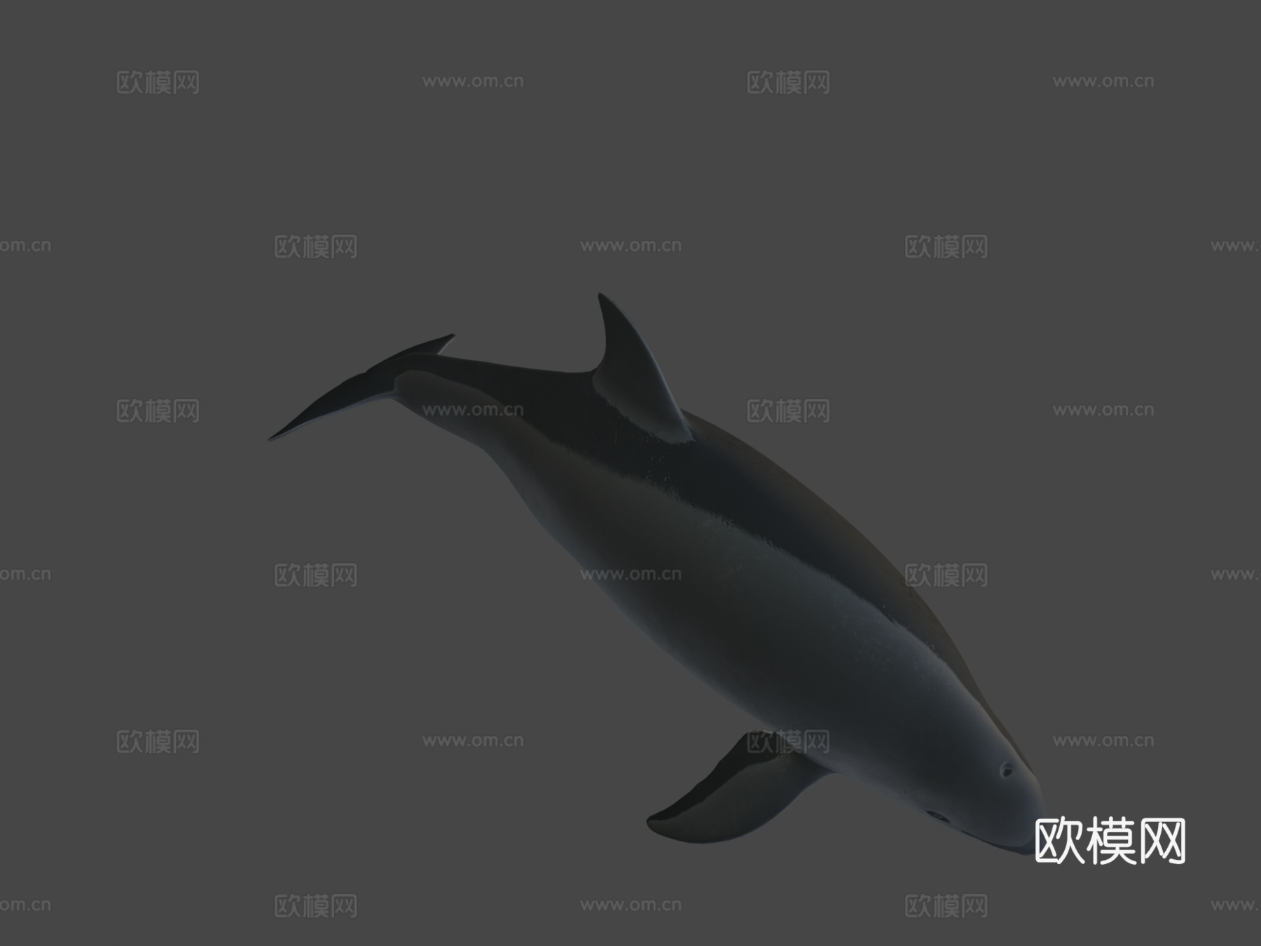 雌性小头鼠海豚3d模型