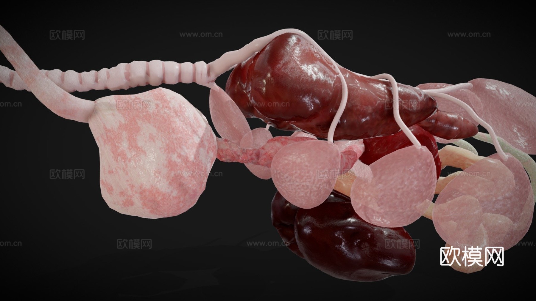鸟类内脏3d模型