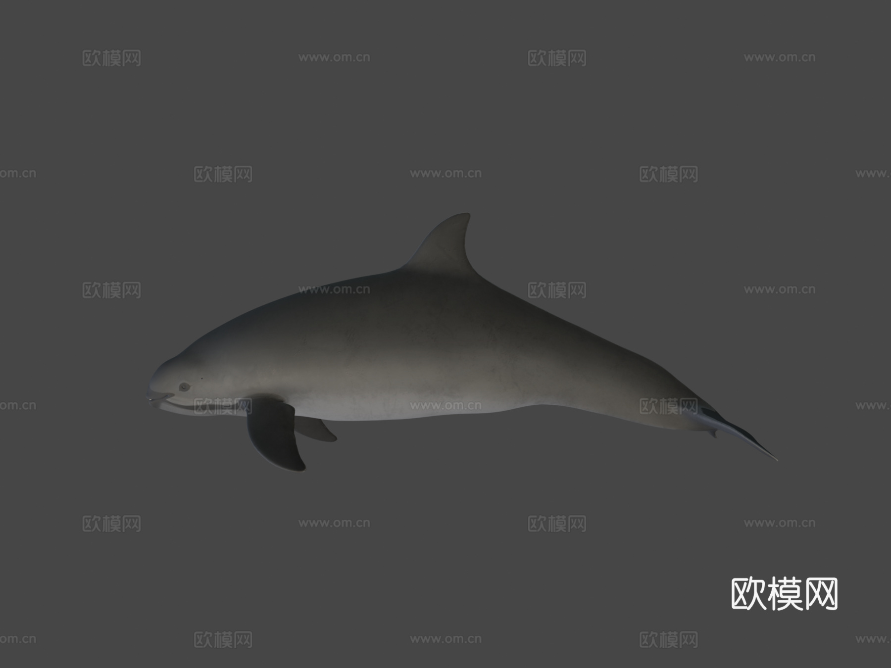 雌性小头鼠海豚3d模型