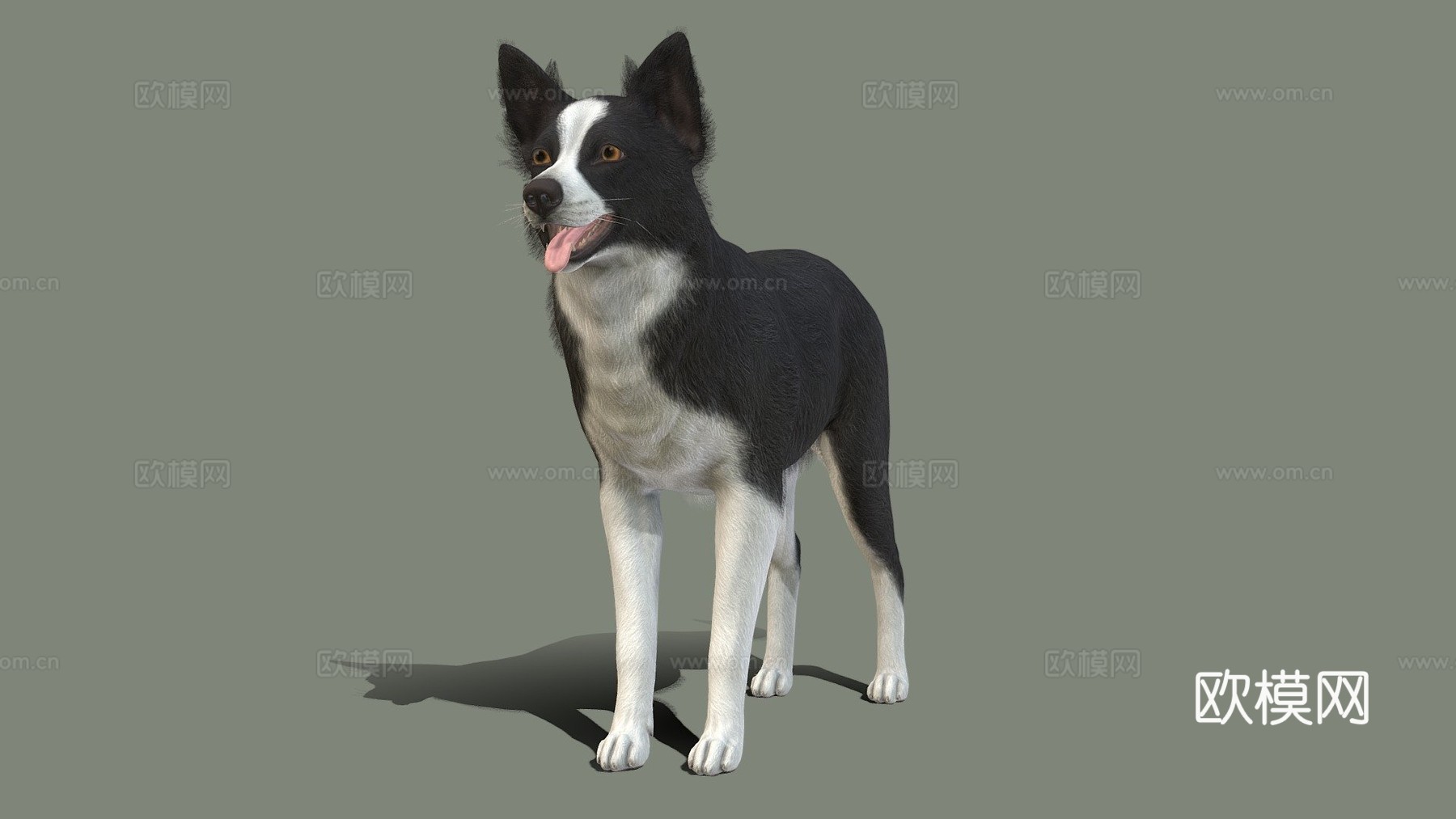 狗 - 边境牧羊犬v023d模型