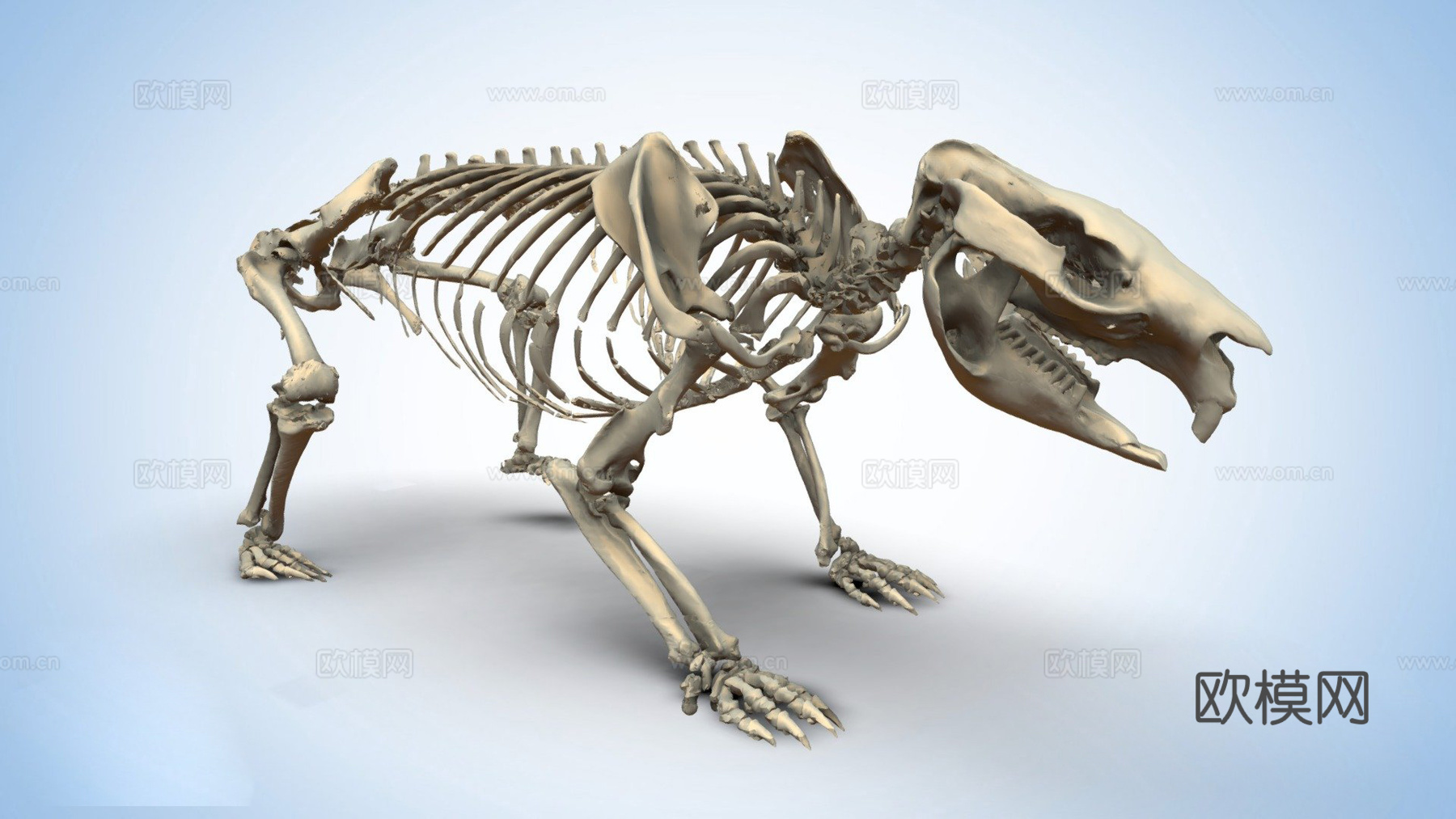 袋熊骨架3d模型