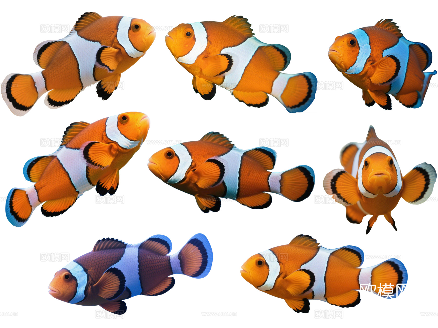 PS免抠动物 小丑鱼 观赏鱼 海洋馆 水族馆 动物世界