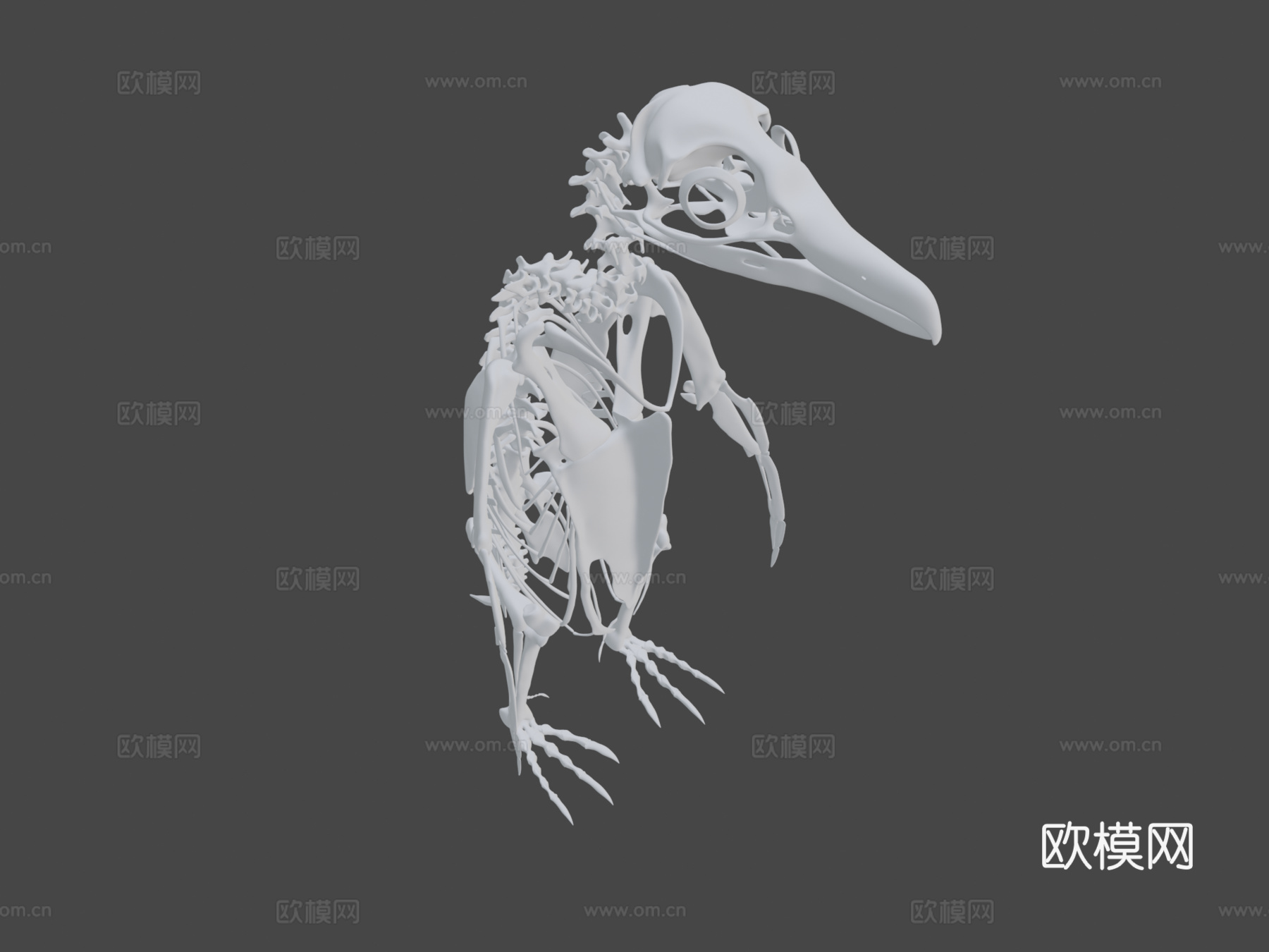 麦哲伦企鹅骨架3d模型
