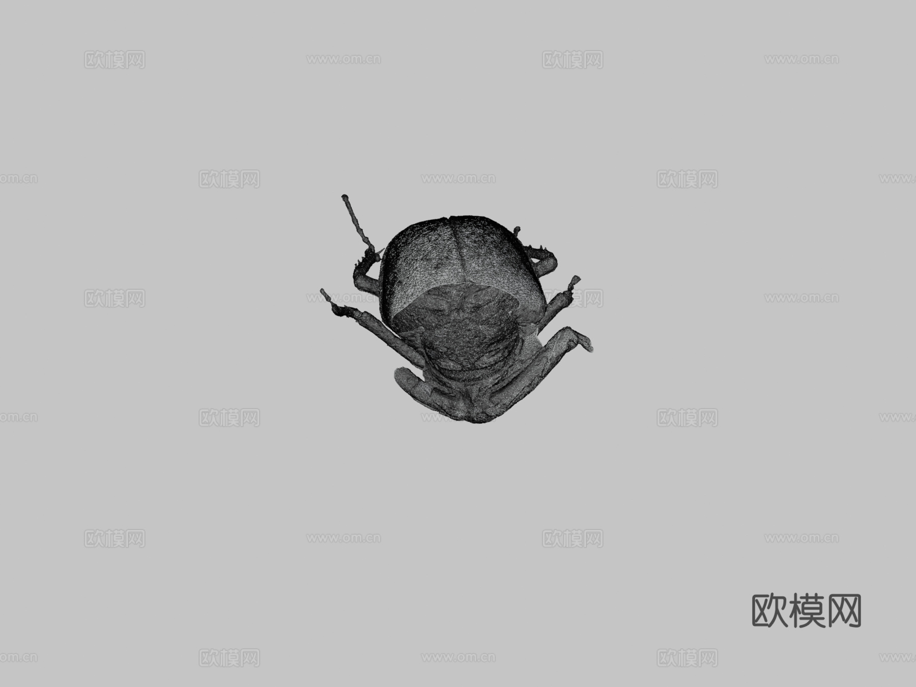 欧洲锹甲虫3d模型