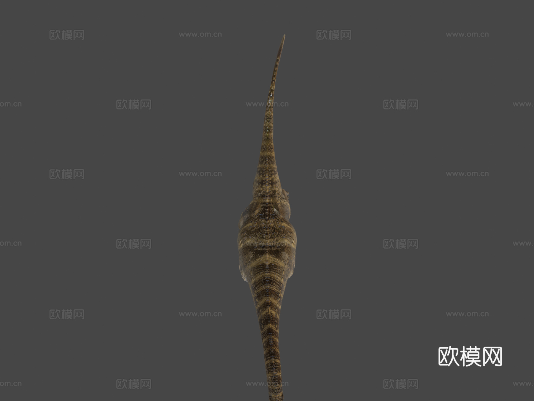 阿拉莫龙3d模型