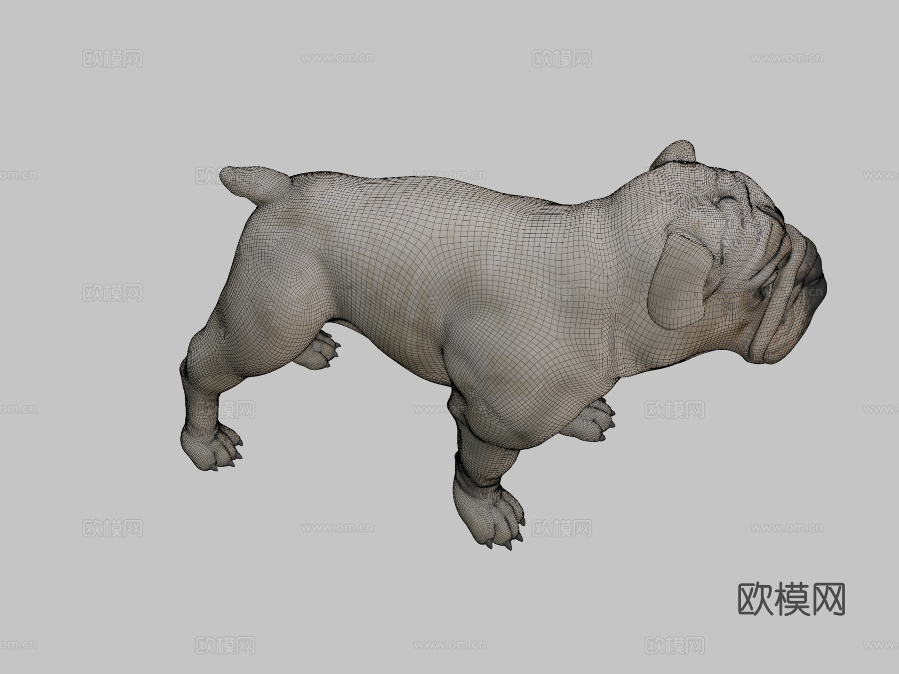 斗牛犬3d模型