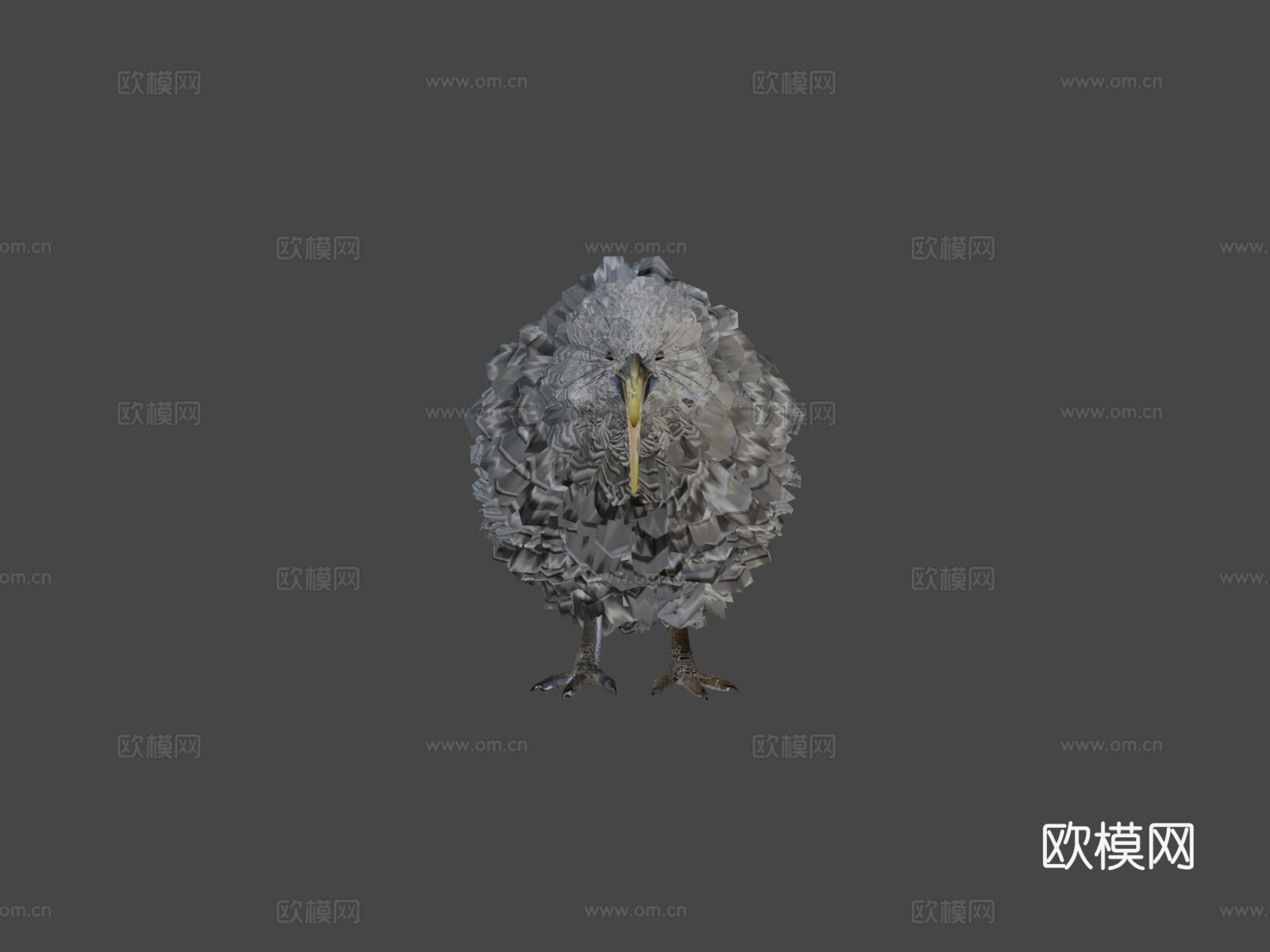 小斑点几维鸟3d模型