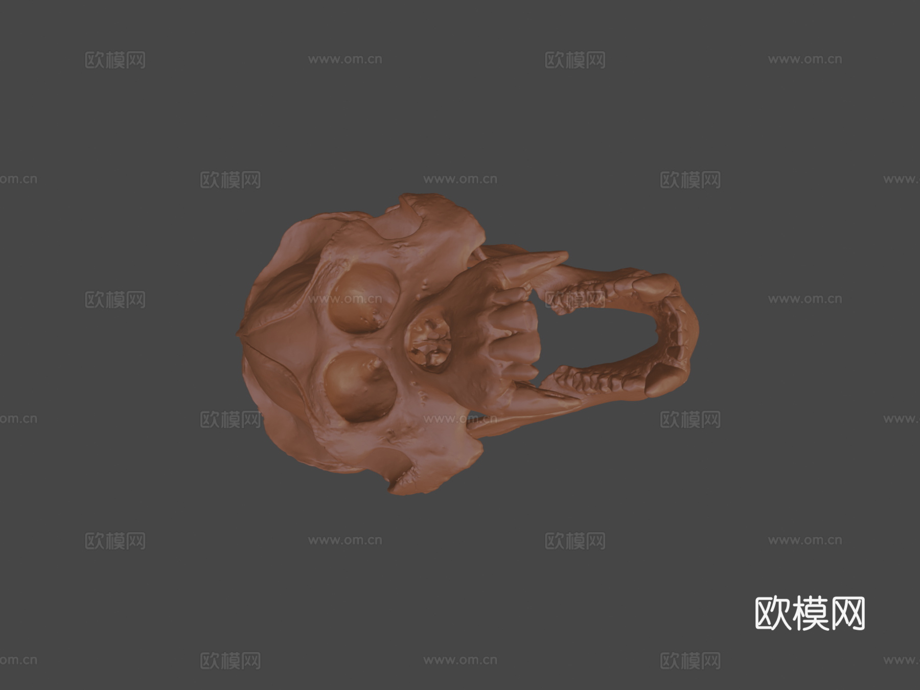 猩猩头骨3d模型
