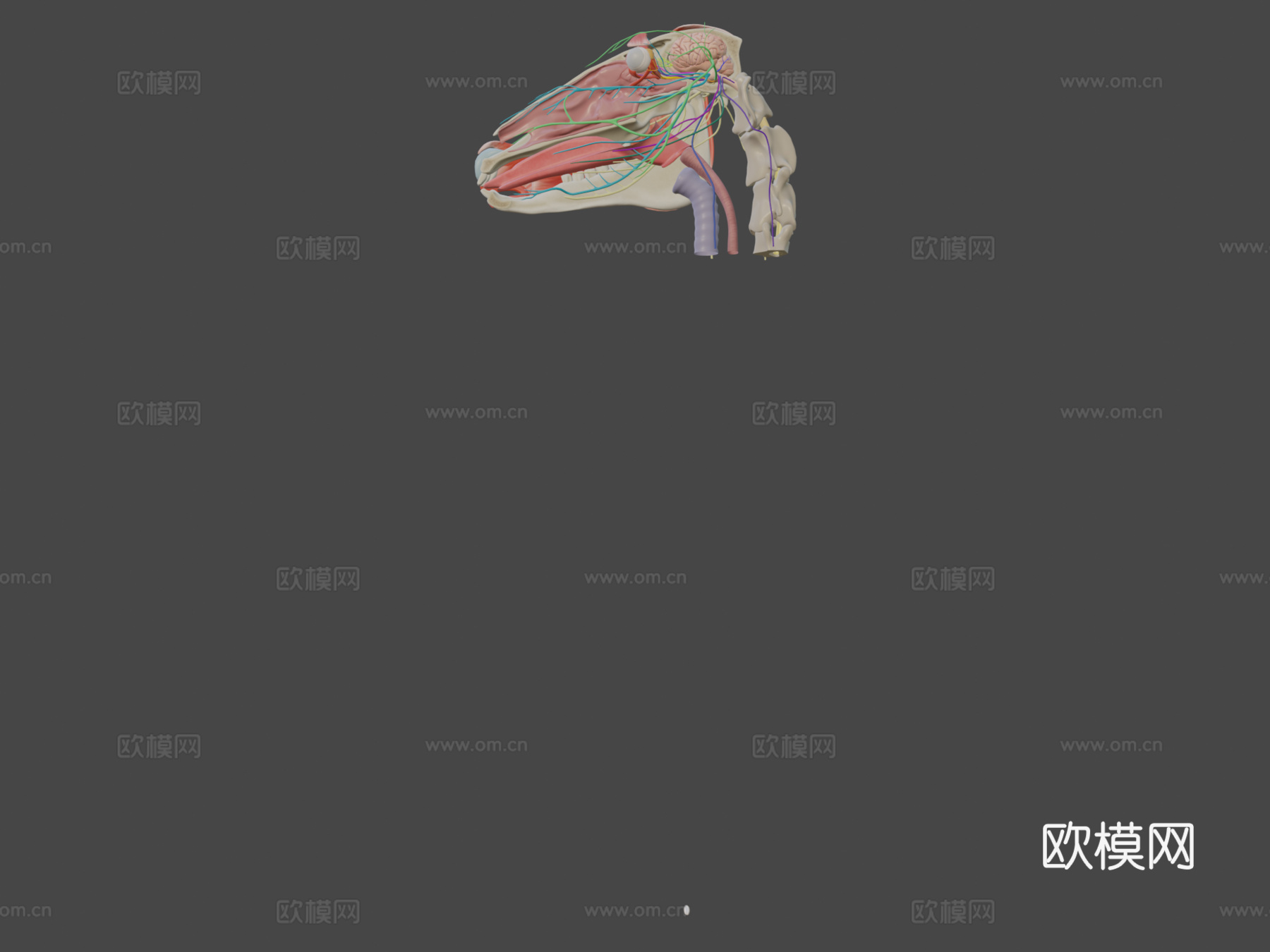 马颅神经模型第二部分3d模型