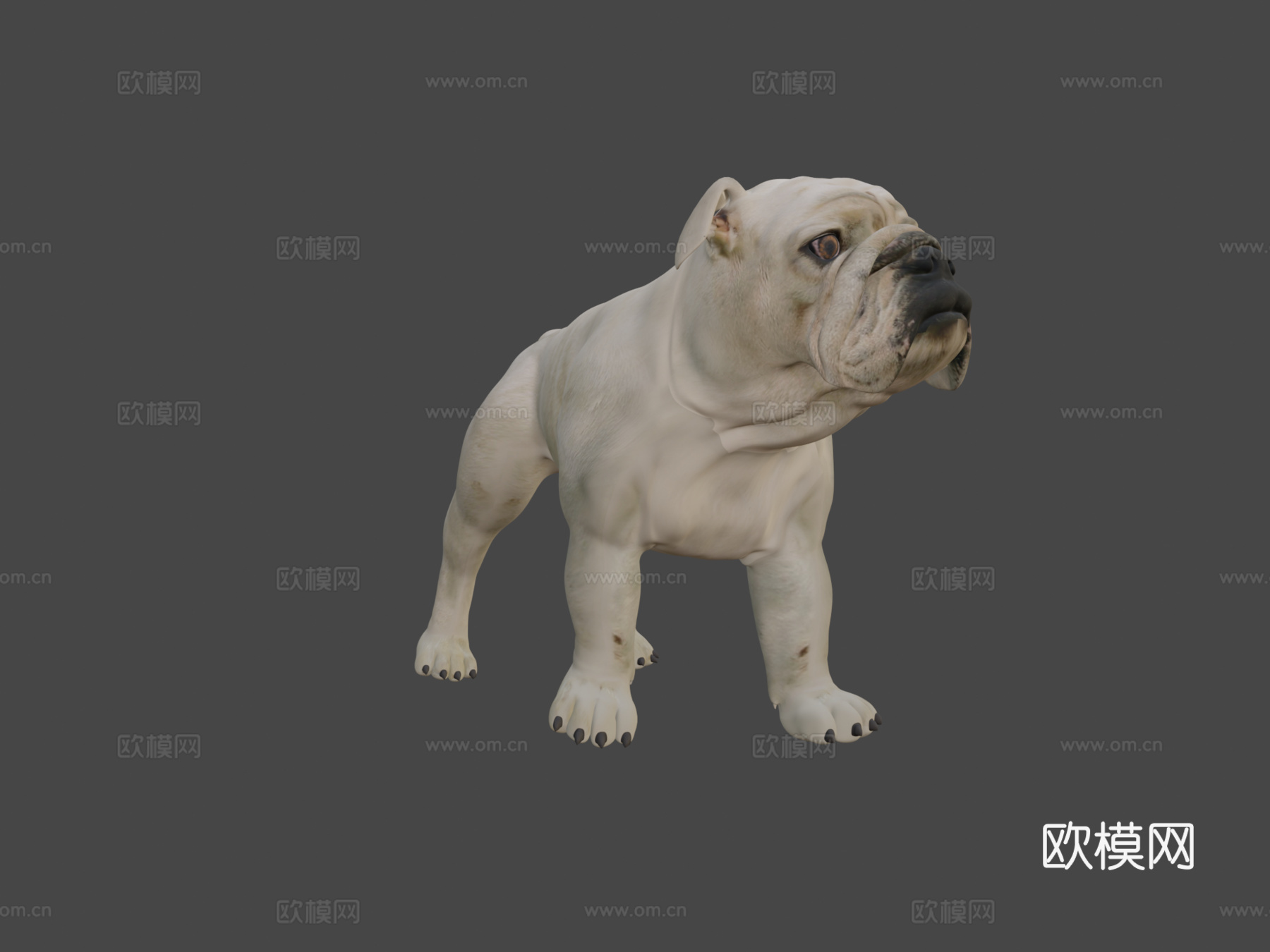 斗牛犬3d模型