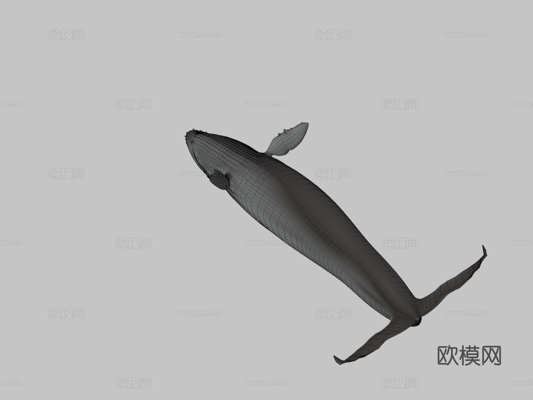 绑定动画蓝鲸3d模型