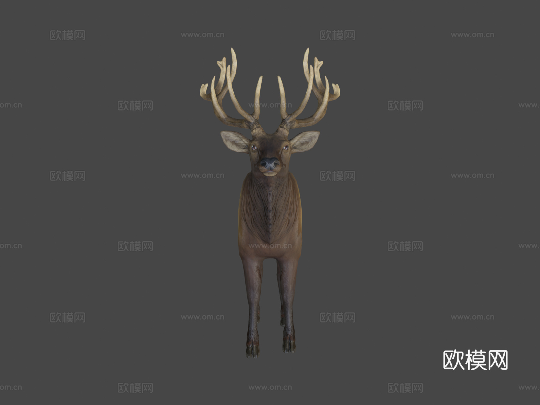 落基山马鹿雄鹿3d模型