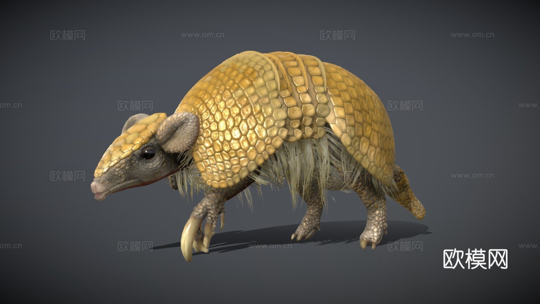 三带犰狳3d模型