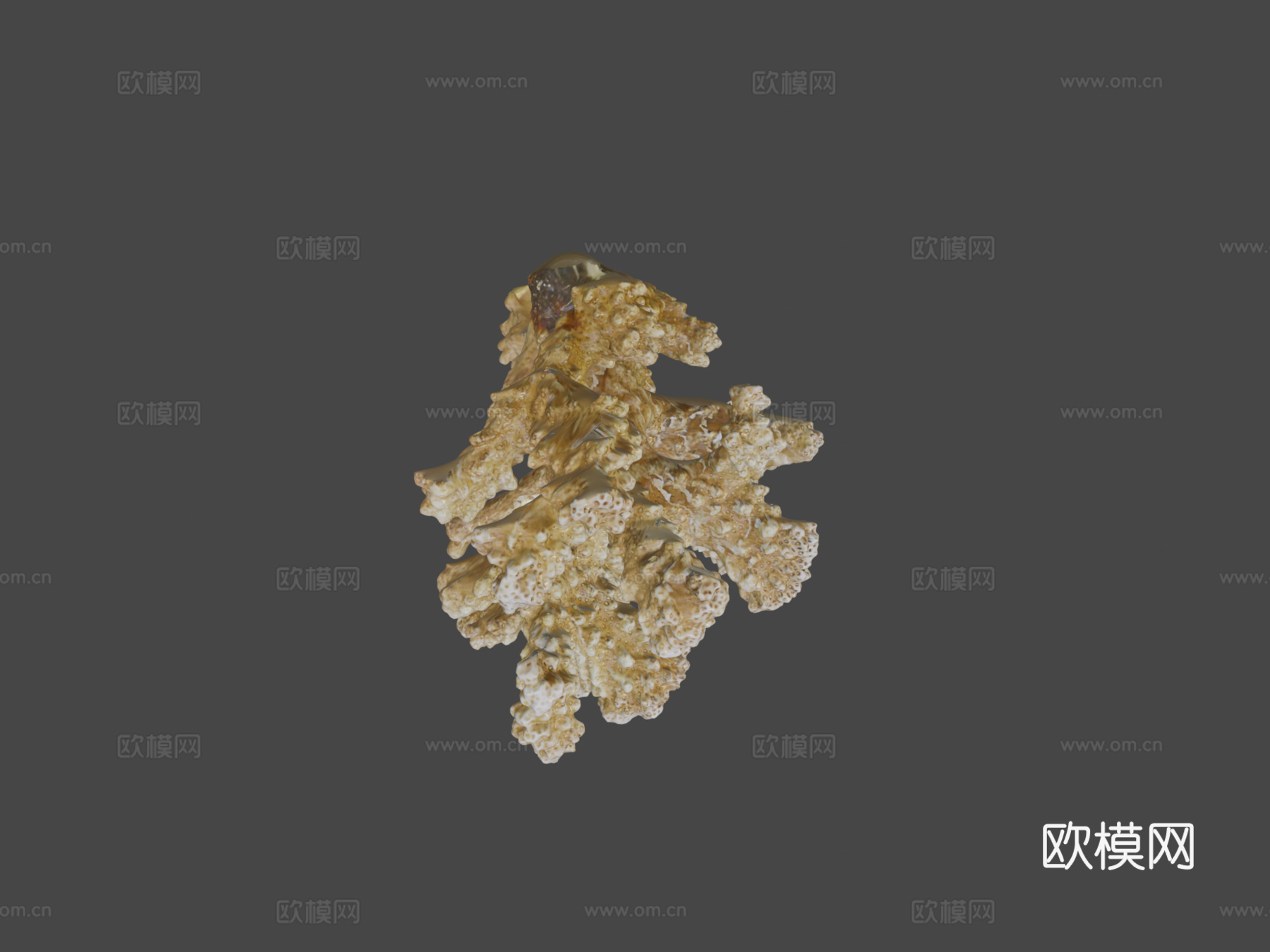 疣状杯形珊瑚新鲜样本3d模型