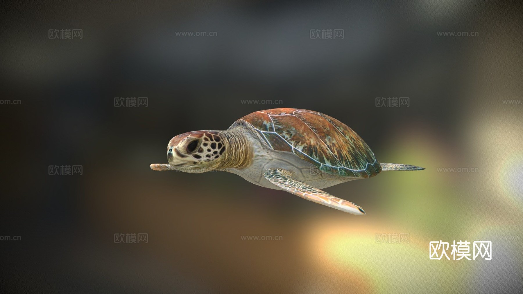 海龟3d模型