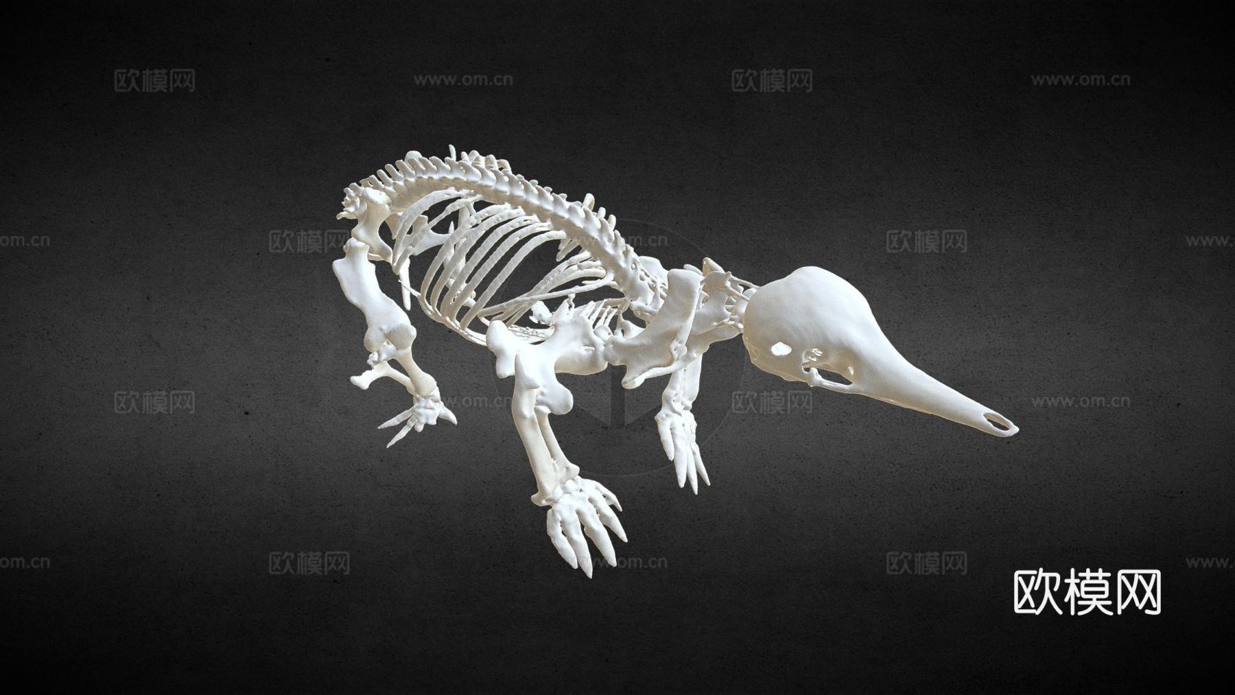 针鼹3d模型